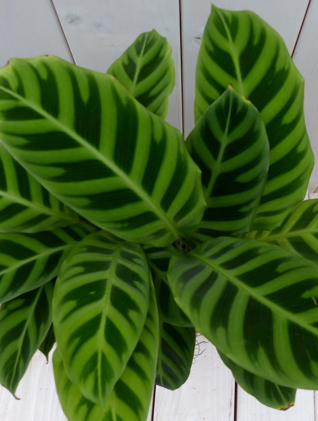 https://cdn.warentuin.nl/media/catalog/product/1/7/1728149900042110_2_warentuin_natuurlijk_kamerplant_calathea_groen_blad_rode_pot_d3e7.jpg