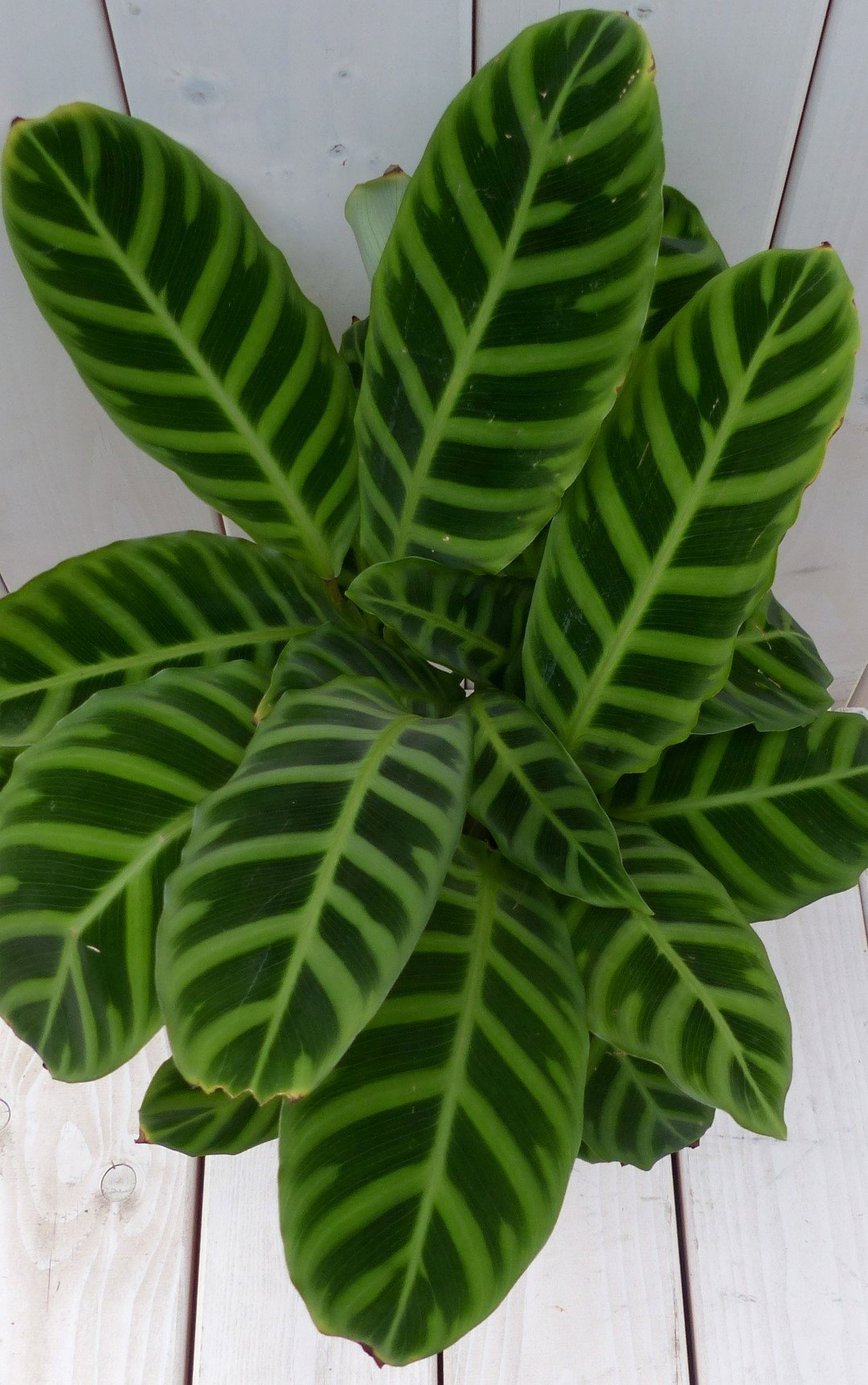 https://cdn.warentuin.nl/media/catalog/product/1/7/1728149900042111_2_warentuin_natuurlijk_kamerplant_calathea_groen_blad_taupe_po_8fd7.jpg