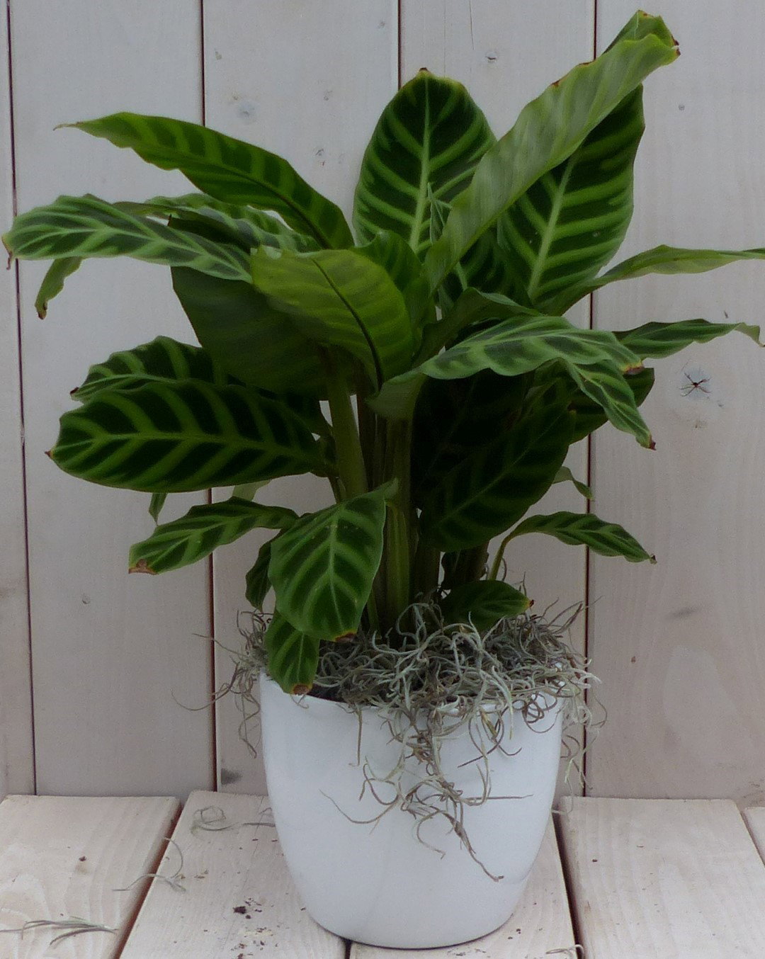 https://cdn.warentuin.nl/media/catalog/product/1/7/1728149900042112_warentuin_natuurlijk_kamerplant_calathea_groen_blad_witte_pot__e5e1.jpg