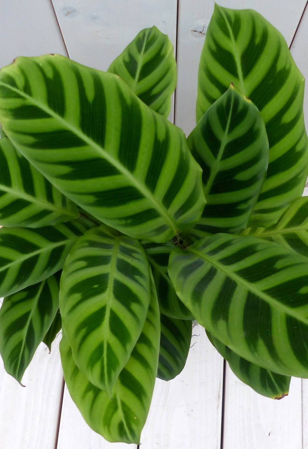 https://cdn.warentuin.nl/media/catalog/product/1/7/1728149900042113_2_warentuin_natuurlijk_kamerplant_calathea_groen_blad_zwarte_a_1a91.jpg