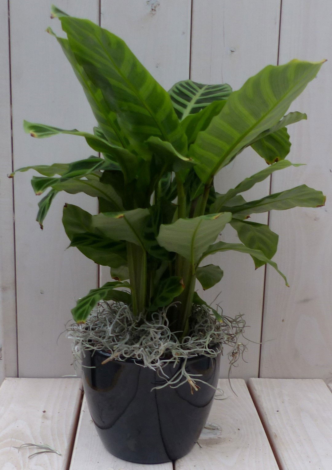 Calathea groen blad zwarte antraciete pot 40 cm Warentuin Natuurlijk