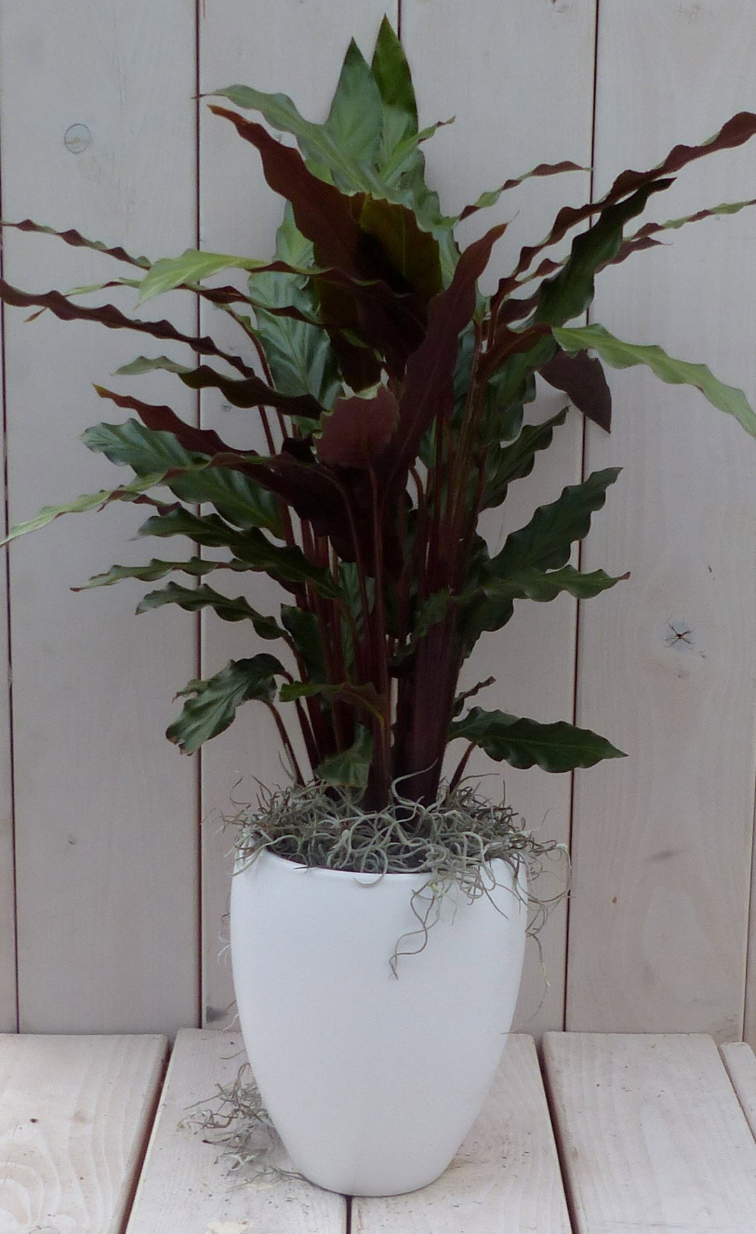 https://cdn.warentuin.nl/media/catalog/product/1/7/1728149900042115_warentuin_natuurlijk_kamerplant_calathea_rood_blad_witte_hoge__ec2a.jpg