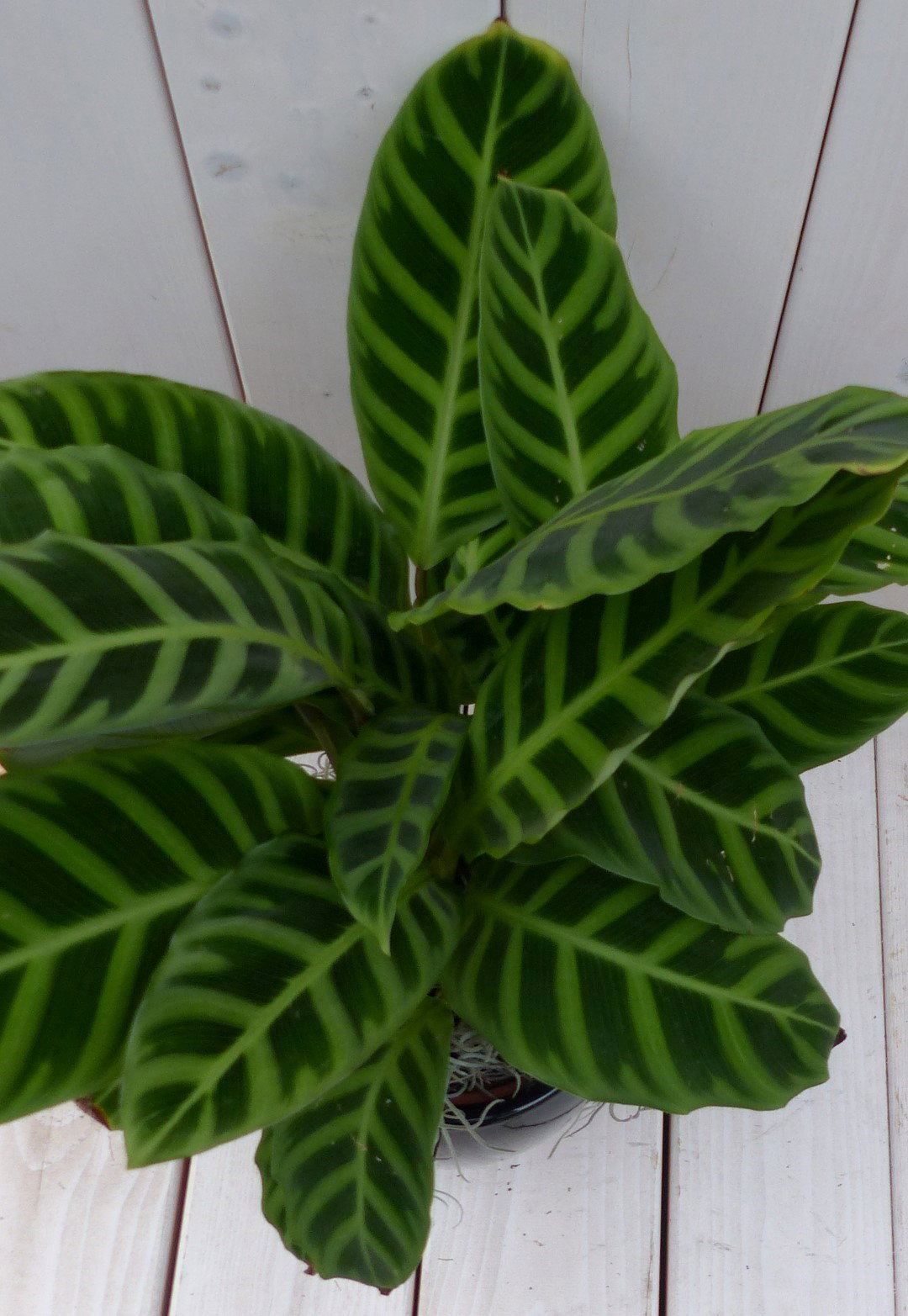 https://cdn.warentuin.nl/media/catalog/product/1/7/1728149900042116_2_warentuin_natuurlijk_kamerplant_calathea_groen_blad_zwarte_a_6cb1.jpg