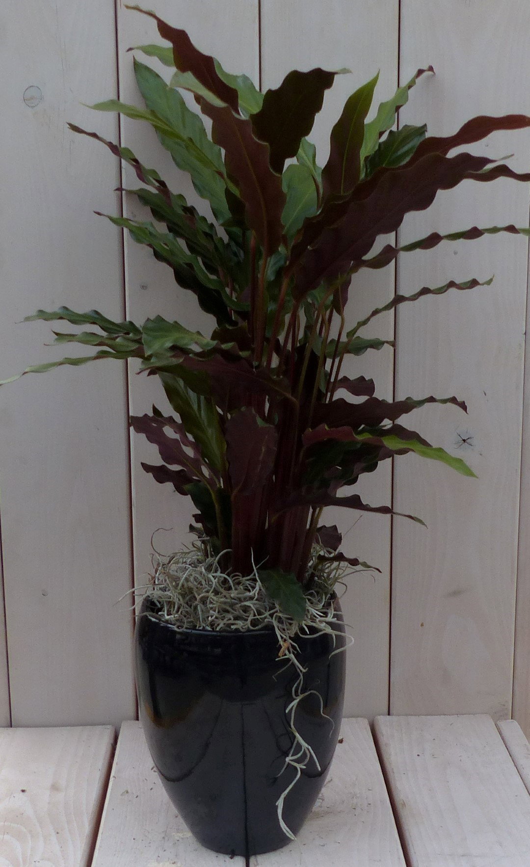 https://cdn.warentuin.nl/media/catalog/product/1/7/1728149900042117_warentuin_natuurlijk_kamerplant_calathea_rood_blad_rode_hoge_p_ed1b.jpg