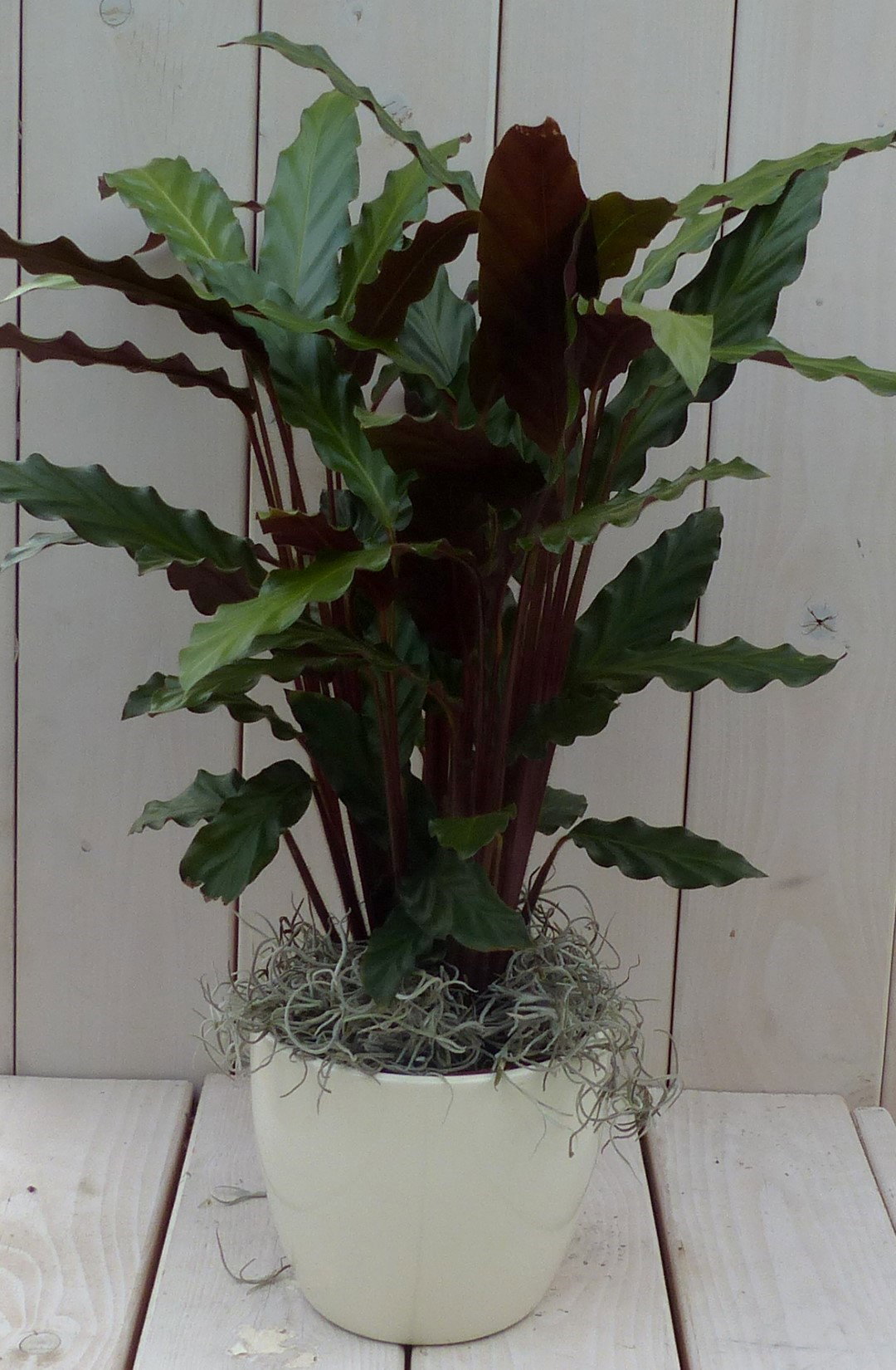 https://cdn.warentuin.nl/media/catalog/product/1/7/1728149900042118_warentuin_natuurlijk_kamerplant_calathea_rood_blad_creme_pot_4_4079.jpg