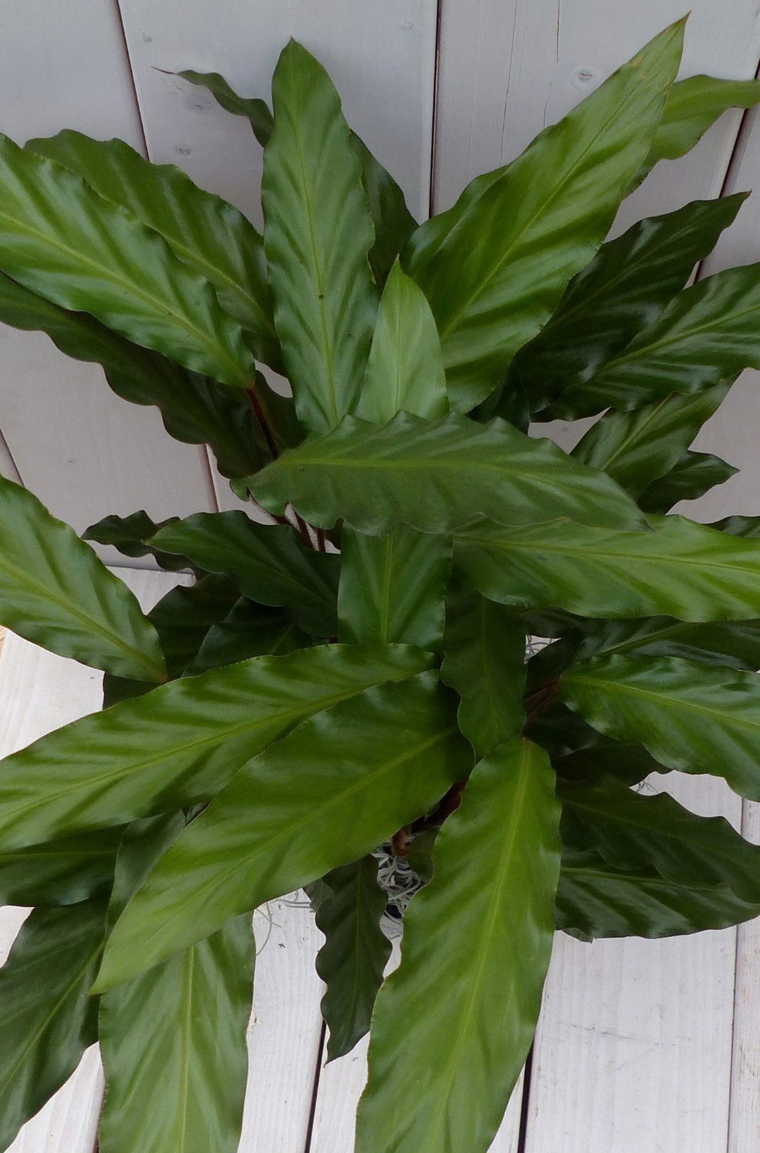 https://cdn.warentuin.nl/media/catalog/product/1/7/1728149900042119_2_warentuin_natuurlijk_kamerplant_calathea_rood_blad_rode_pot__1062.jpg