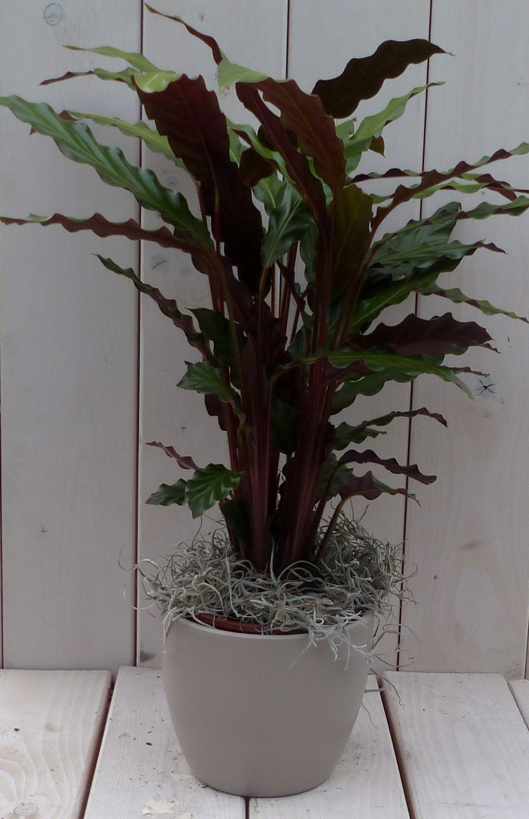 https://cdn.warentuin.nl/media/catalog/product/1/7/1728149900042120_warentuin_natuurlijk_kamerplant_calathea_rood_blad_taupe_pot_4_6db2.jpg