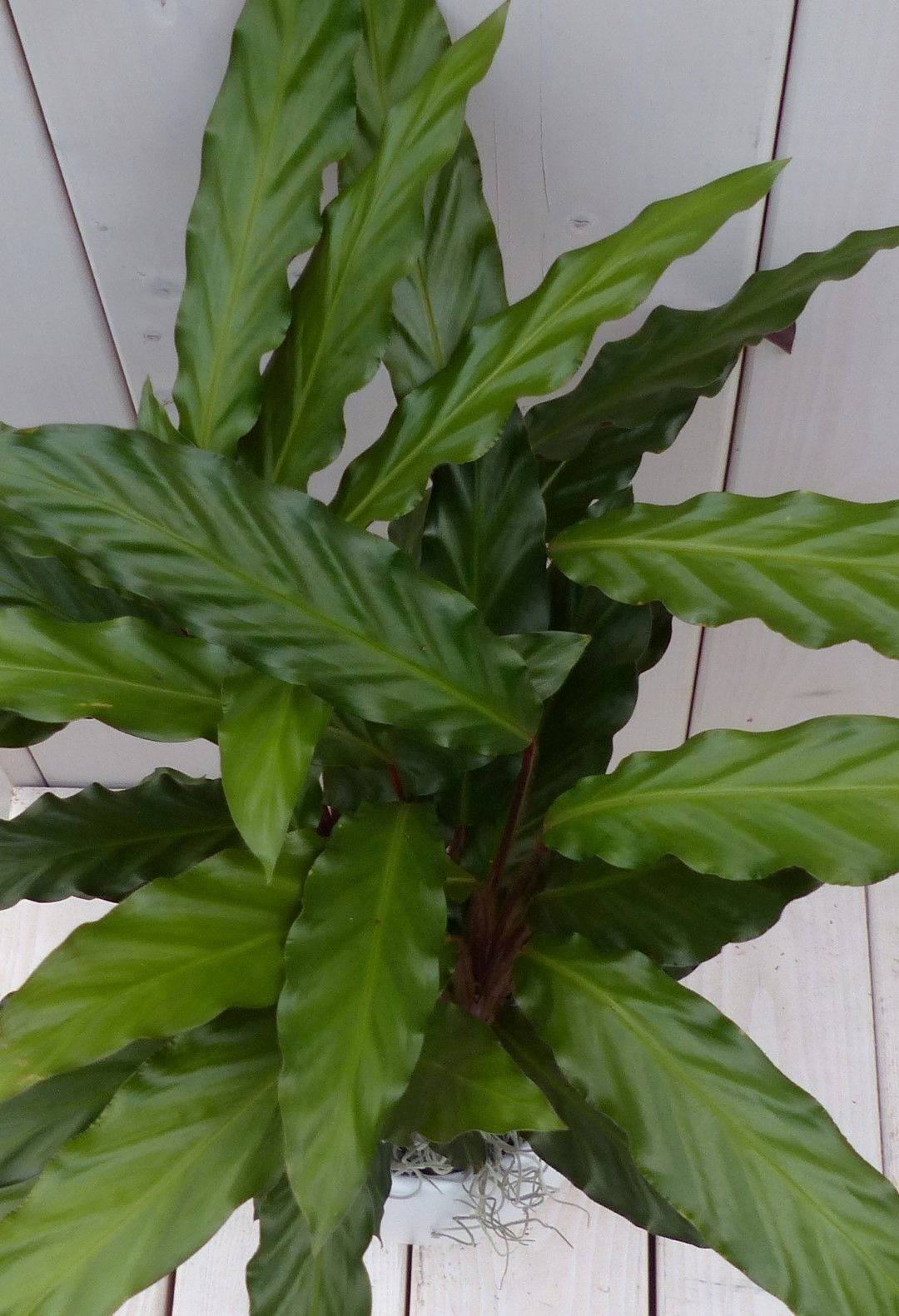 https://cdn.warentuin.nl/media/catalog/product/1/7/1728149900042121_2_warentuin_natuurlijk_kamerplant_calathea_rood_blad_witte_pot_d6de.jpg