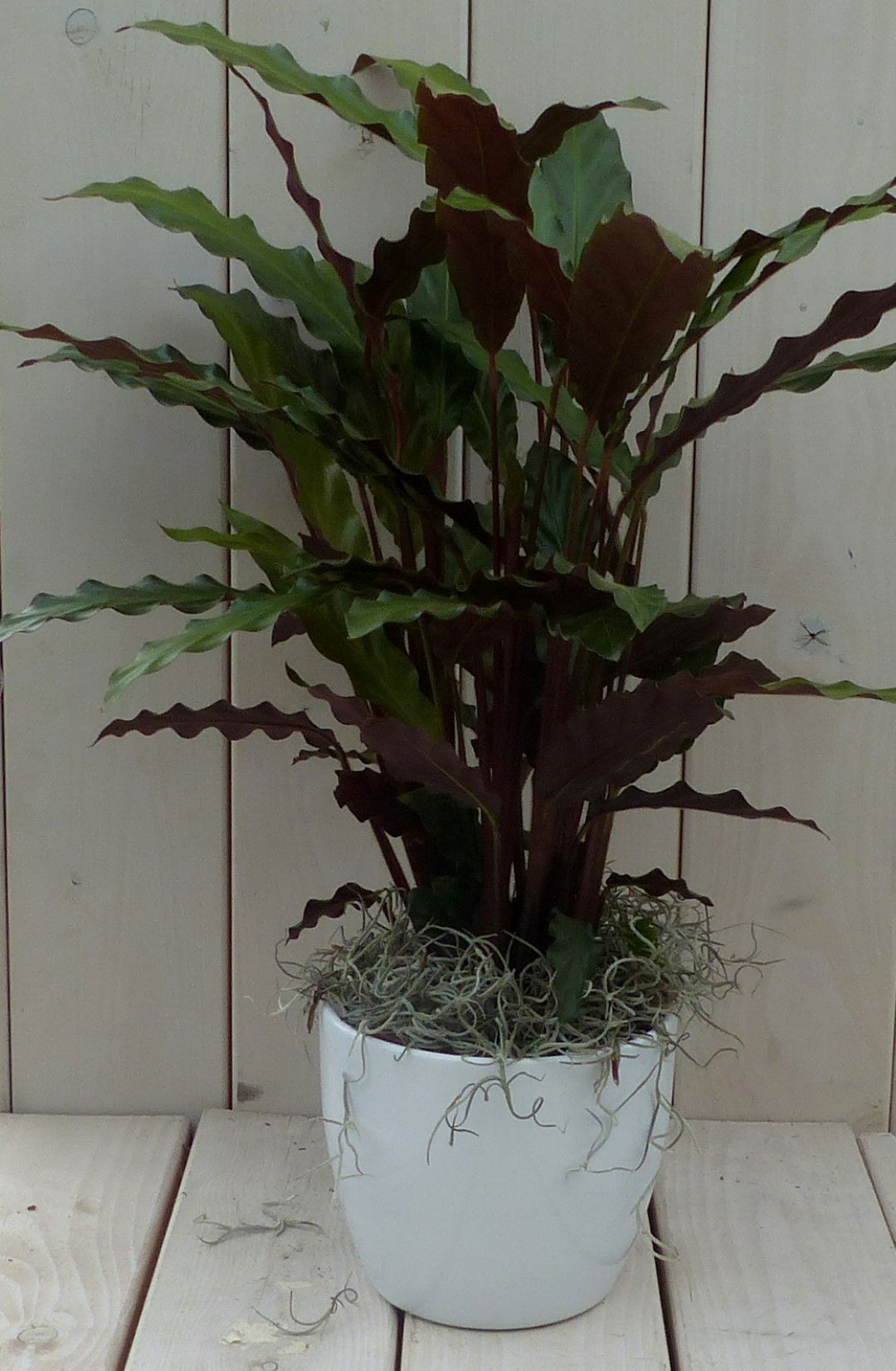 https://cdn.warentuin.nl/media/catalog/product/1/7/1728149900042122_warentuin_natuurlijk_kamerplant_calathea_rood_blad_zwarte_antr_6028.jpg