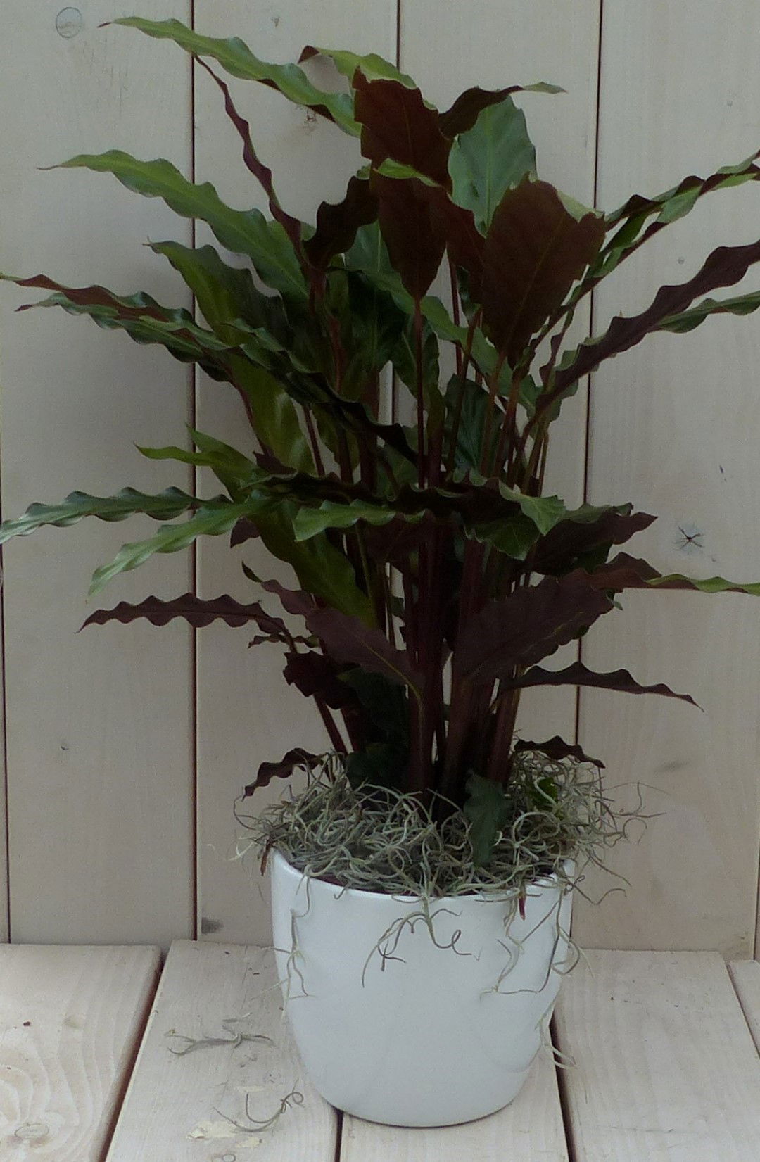 https://cdn.warentuin.nl/media/catalog/product/1/7/1728149900042122_warentuin_natuurlijk_kamerplant_calathea_rood_blad_zwarte_antr_865c.jpg