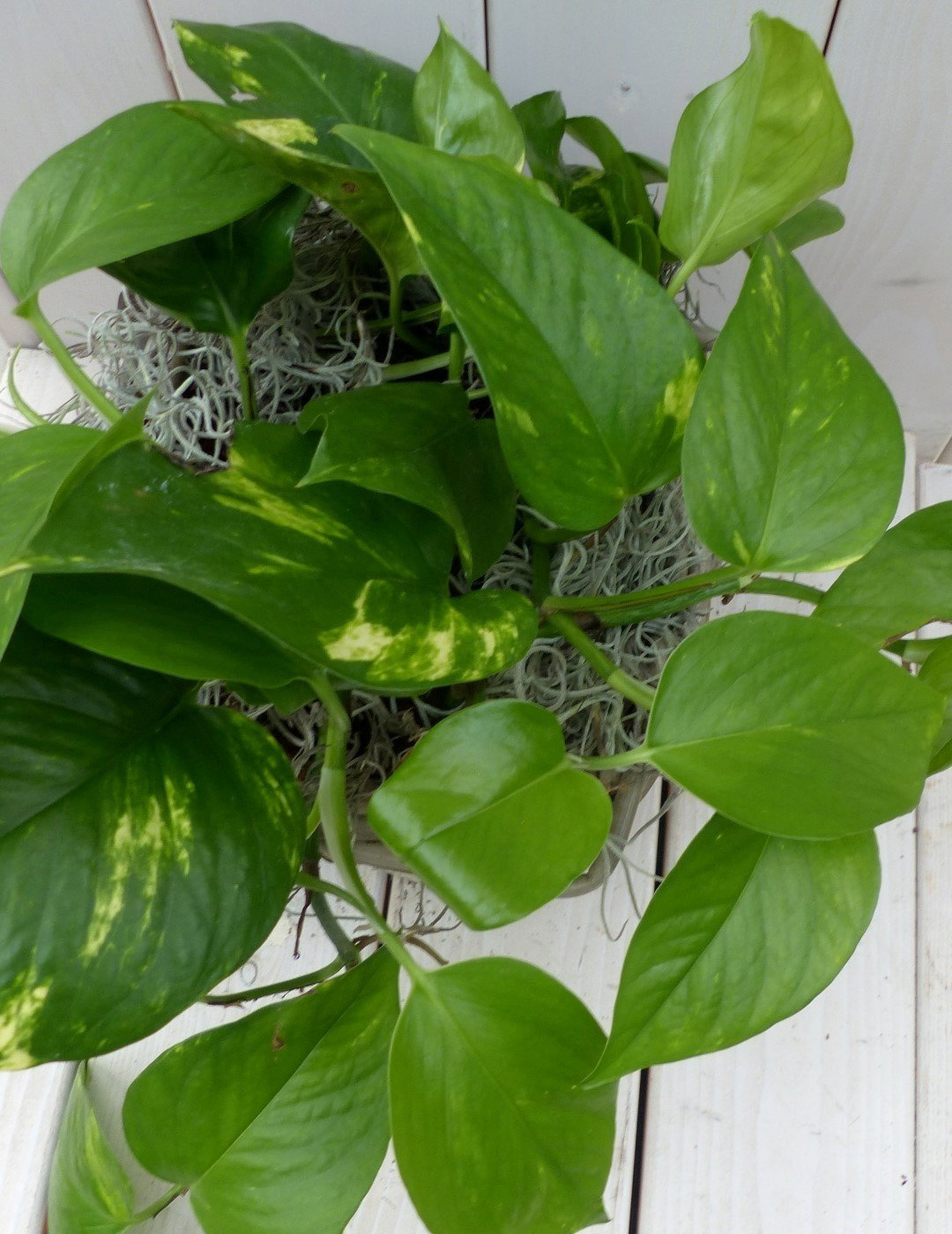 https://cdn.warentuin.nl/media/catalog/product/1/7/1728149900042124_2_warentuin_natuurlijk_kamerplant_epipremnum_geelgroen_mandje__8626.jpg