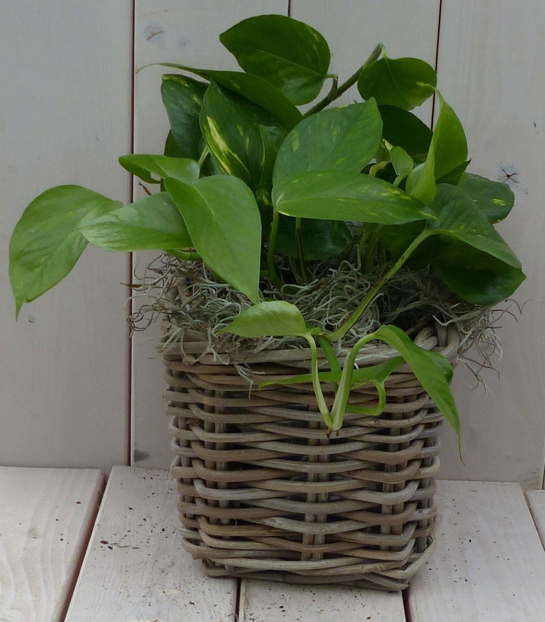 Epipremnum geelgroen mandje 25 cm Warentuin Natuurlijk