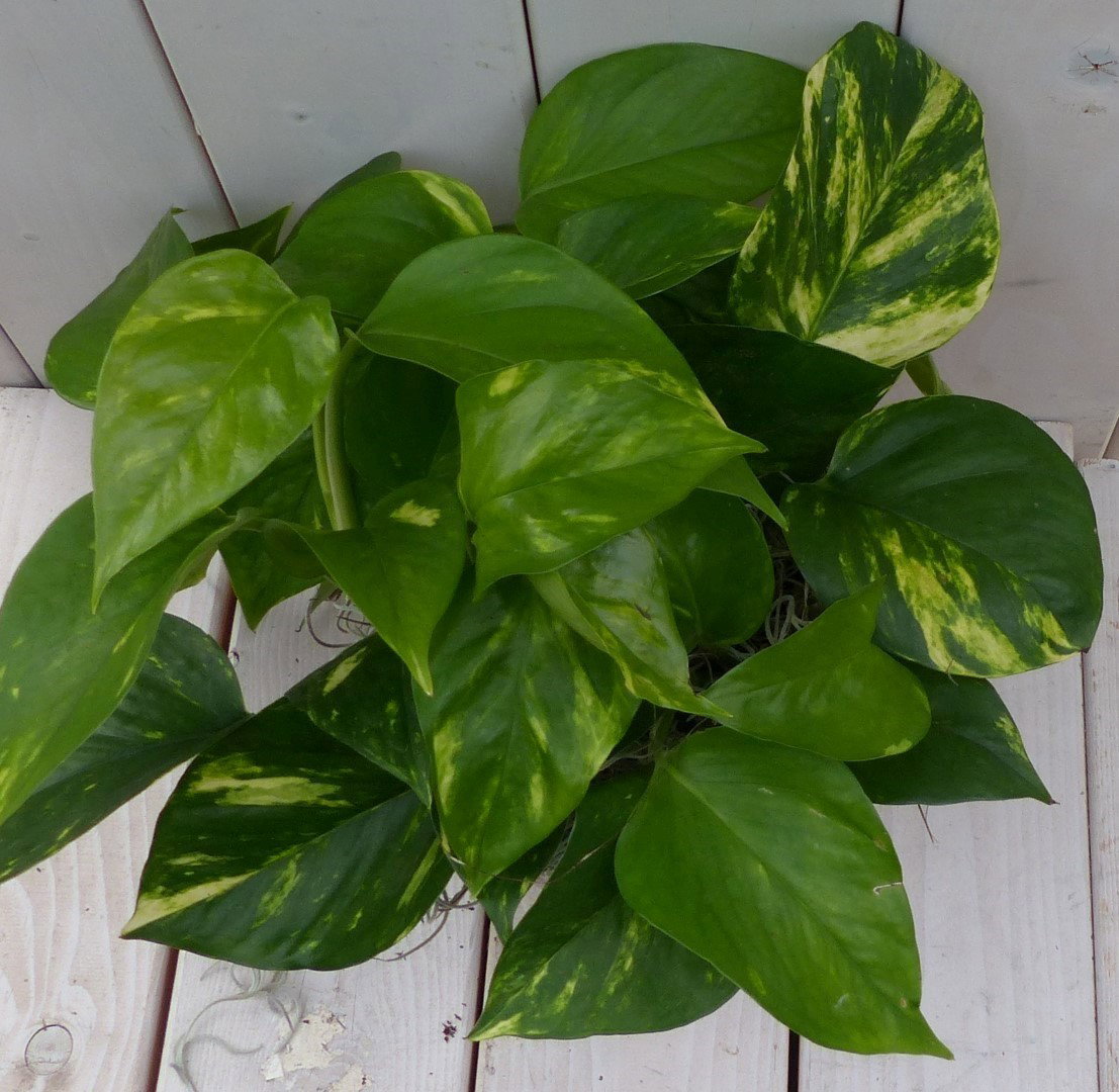 https://cdn.warentuin.nl/media/catalog/product/1/7/1728149900042125_2_warentuin_natuurlijk_kamerplant_epipremnum_geelgroen_rode_po_98f0.jpg