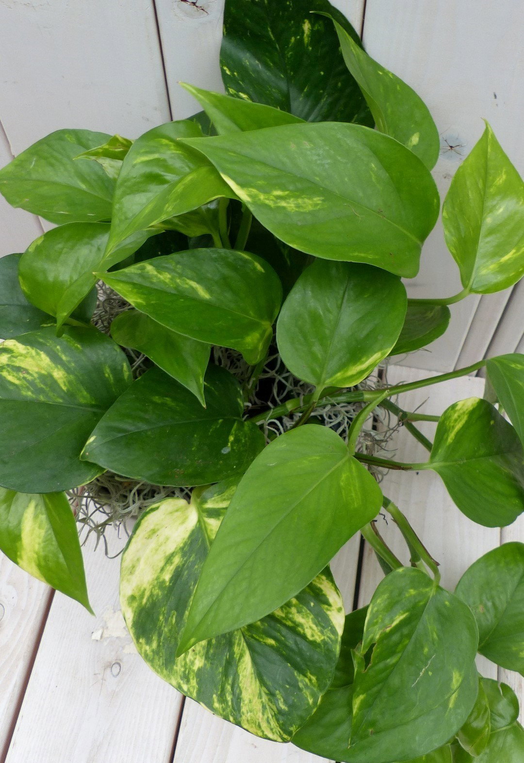 https://cdn.warentuin.nl/media/catalog/product/1/7/1728149900042126_2_warentuin_natuurlijk_kamerplant_epipremnum_geelgroen_taupe_p_6319.jpg