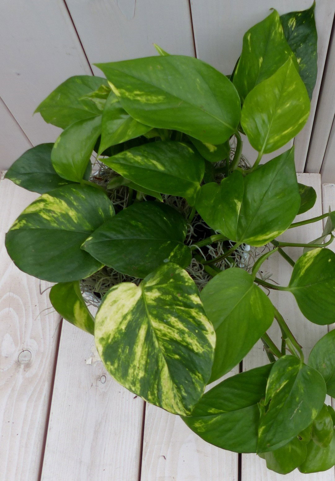 https://cdn.warentuin.nl/media/catalog/product/1/7/1728149900042127_2_warentuin_natuurlijk_kamerplant_epipremnum_geelgroen_witte_p_f4a6.jpg