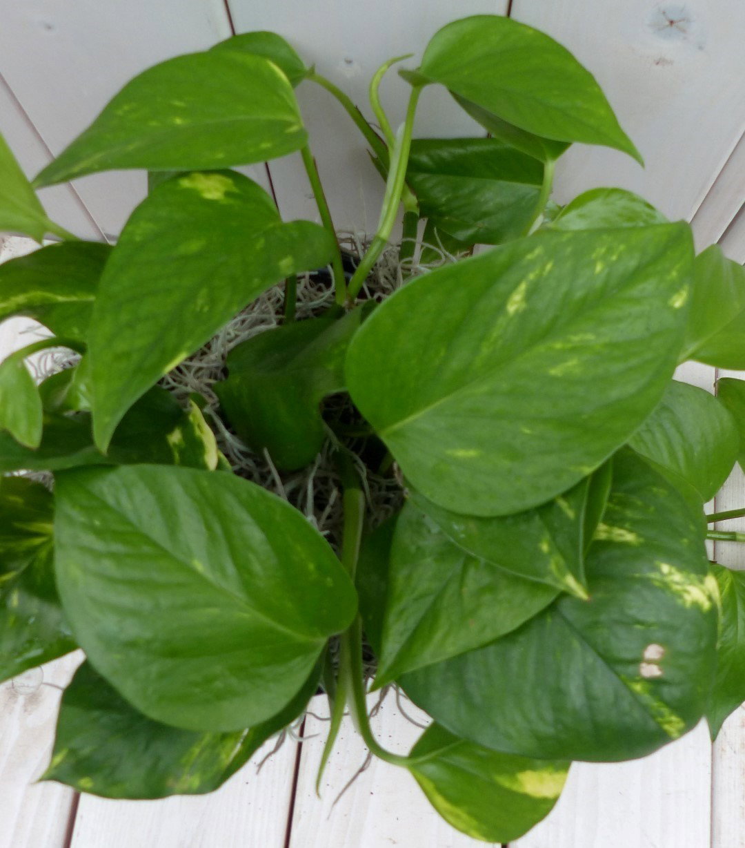 https://cdn.warentuin.nl/media/catalog/product/1/7/1728149900042128_2_warentuin_natuurlijk_kamerplant_epipremnum_geelgroen_zwarte__8a61.jpg