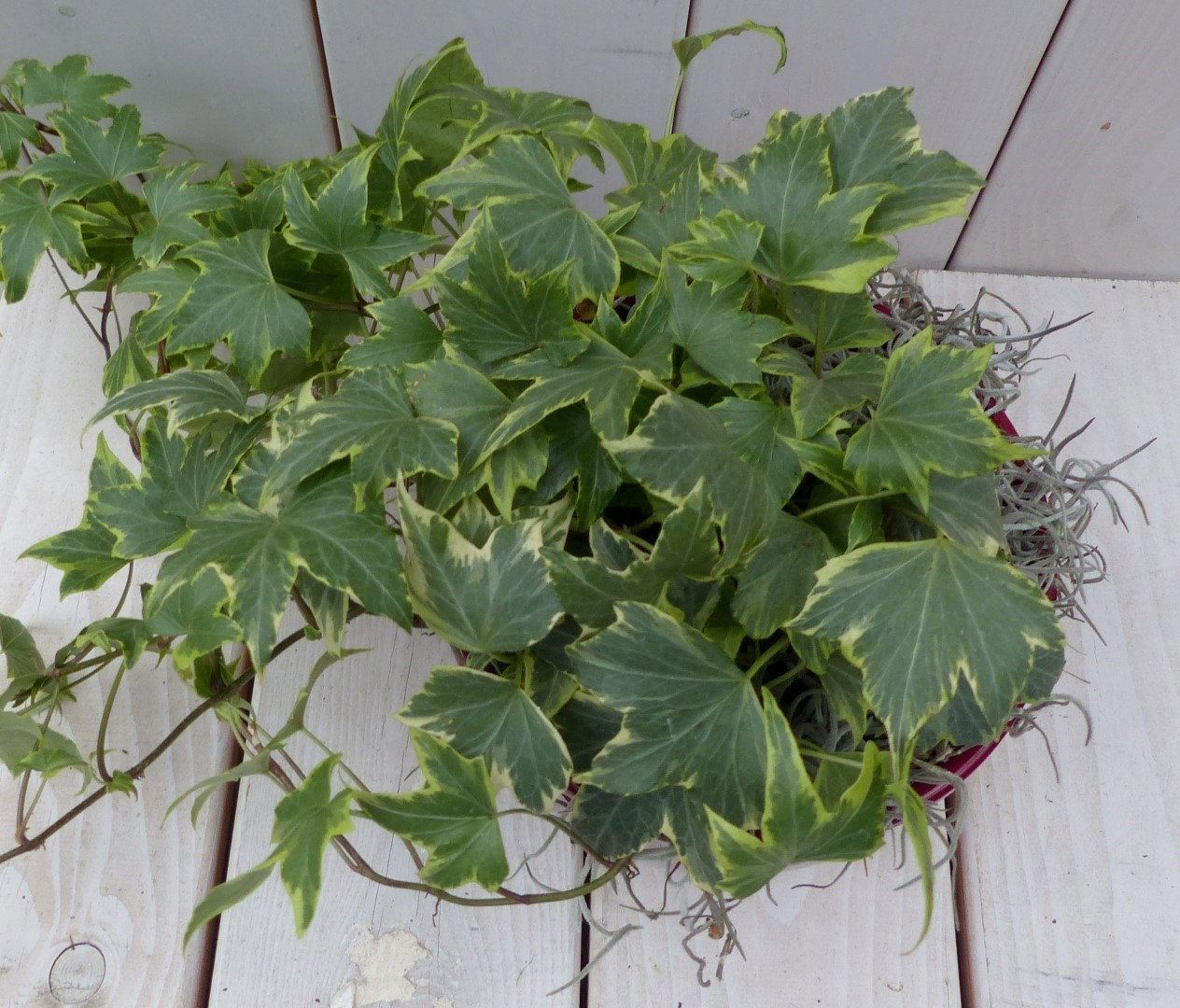 https://cdn.warentuin.nl/media/catalog/product/1/7/1728149900042131_2_warentuin_natuurlijk_klimplant_klimop_hedrea_bont_rode_pot_2_0af2.jpg