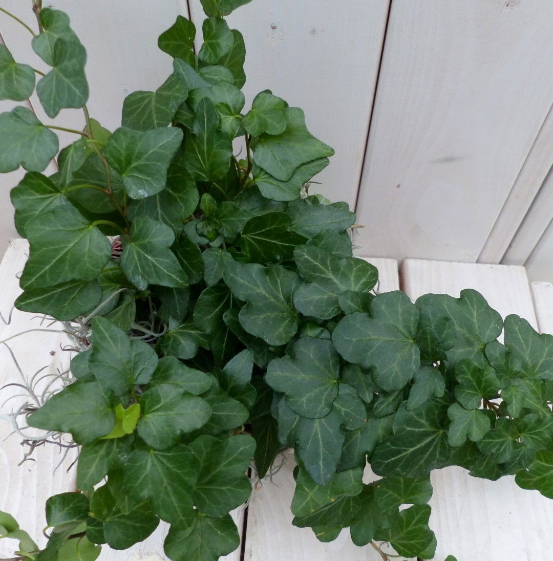 https://cdn.warentuin.nl/media/catalog/product/1/7/1728149900042132_2_warentuin_natuurlijk_klimplant_klimop_hedrea_donkergroen_rod_6285.jpg