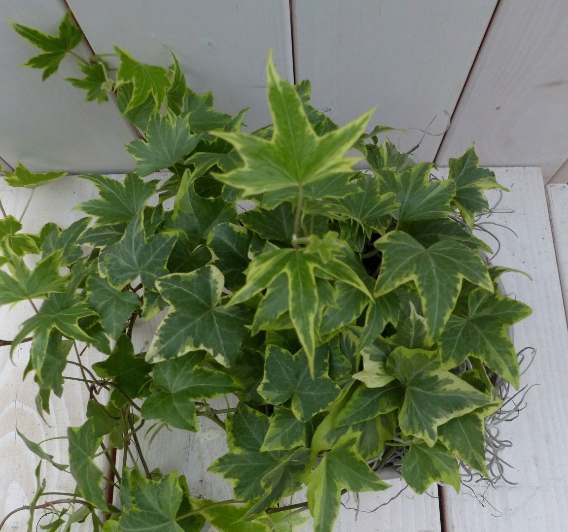 https://cdn.warentuin.nl/media/catalog/product/1/7/1728149900042133_2_warentuin_natuurlijk_klimplant_klimop_hedrea_bont_taupe_pot__28a3.jpg