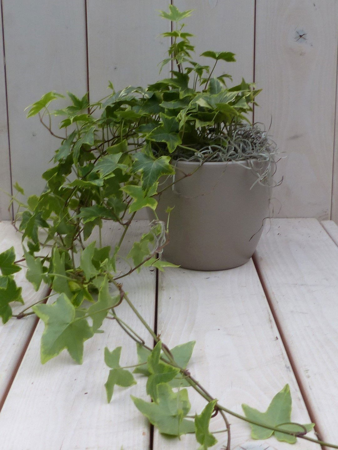 https://cdn.warentuin.nl/media/catalog/product/1/7/1728149900042133_warentuin_natuurlijk_klimplant_klimop_hedrea_bont_taupe_pot_25_56dd.jpg