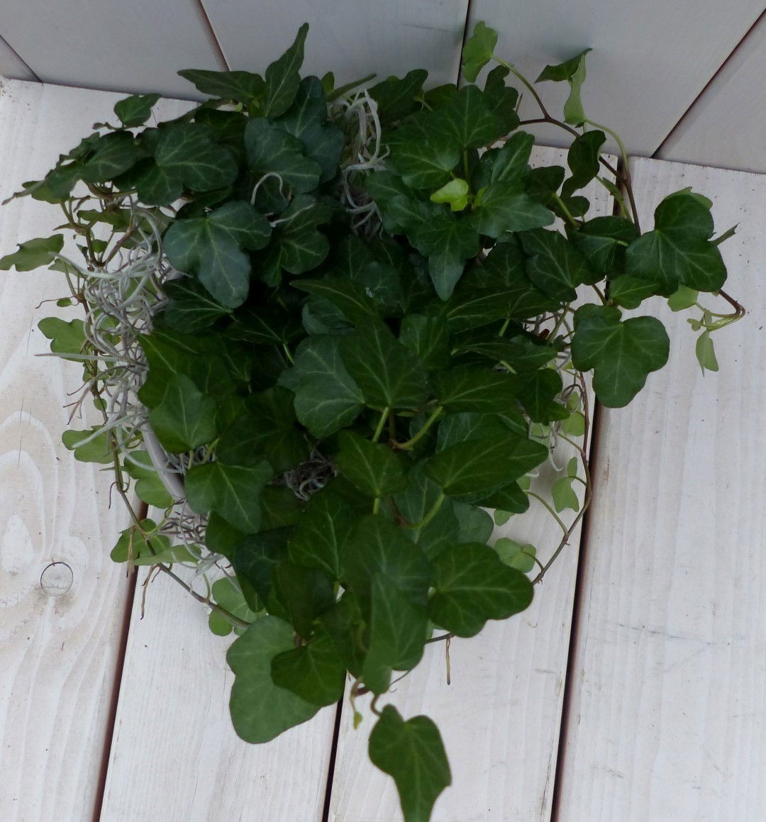 https://cdn.warentuin.nl/media/catalog/product/1/7/1728149900042134_2_warentuin_natuurlijk_klimplant_klimop_hedrea_donkergroen_tau_4cfb.jpg