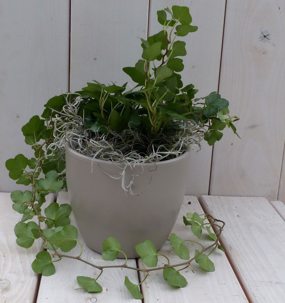 https://cdn.warentuin.nl/media/catalog/product/1/7/1728149900042134_warentuin_natuurlijk_klimplant_klimop_hedrea_donkergroen_taupe_ff98.jpg