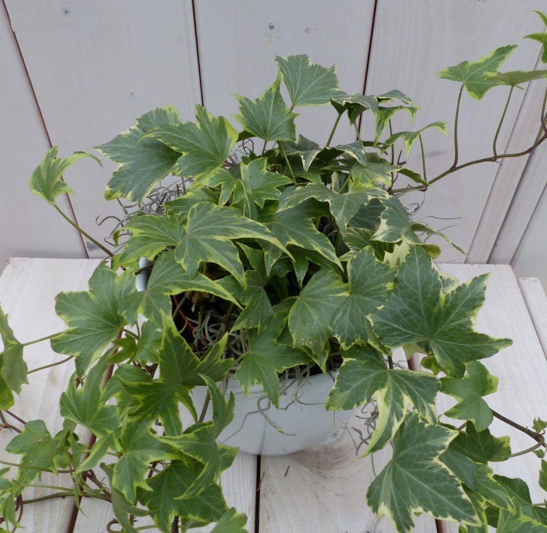 https://cdn.warentuin.nl/media/catalog/product/1/7/1728149900042135_2_warentuin_natuurlijk_klimplant_klimop_hedrea_bont_witte_pot__804a.jpg