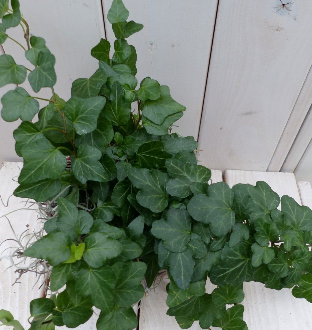 https://cdn.warentuin.nl/media/catalog/product/1/7/1728149900042136_2_warentuin_natuurlijk_klimplant_klimop_hedrea_donkergroen_wit_ce44.jpg