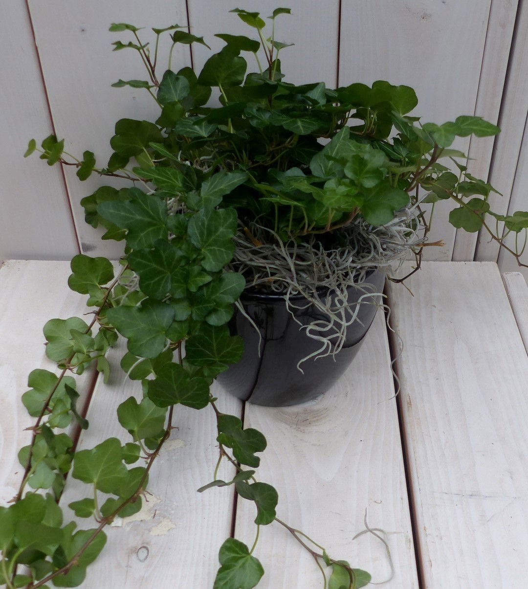 https://cdn.warentuin.nl/media/catalog/product/1/7/1728149900042137_3_warentuin_natuurlijk_klimplant_klimop_hedrea_donkergroen_zwa_bd72.jpg