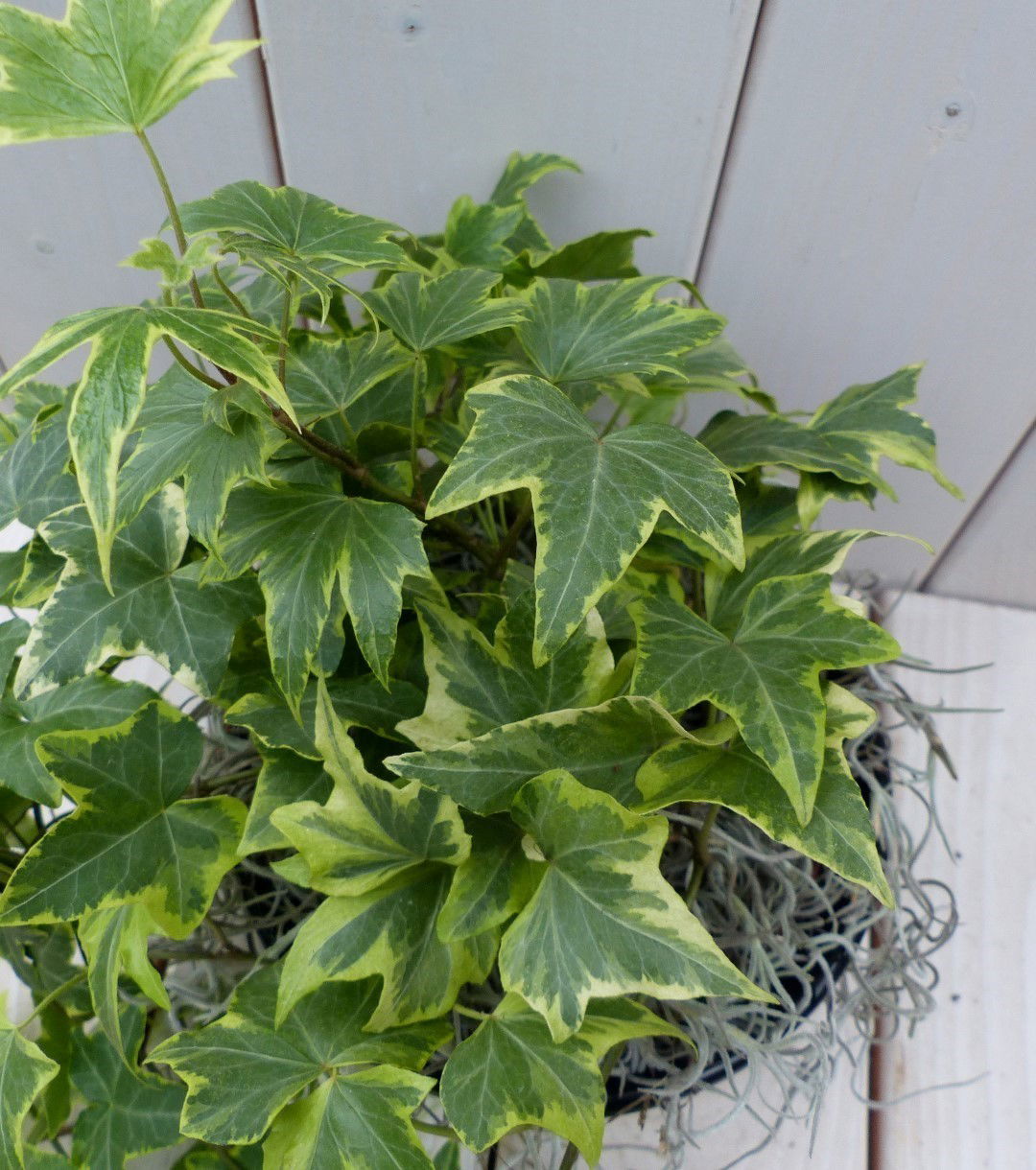 https://cdn.warentuin.nl/media/catalog/product/1/7/1728149900042138_2_warentuin_natuurlijk_klimplant_klimop_hedrea_bont_zwarte_ant_46e6.jpg