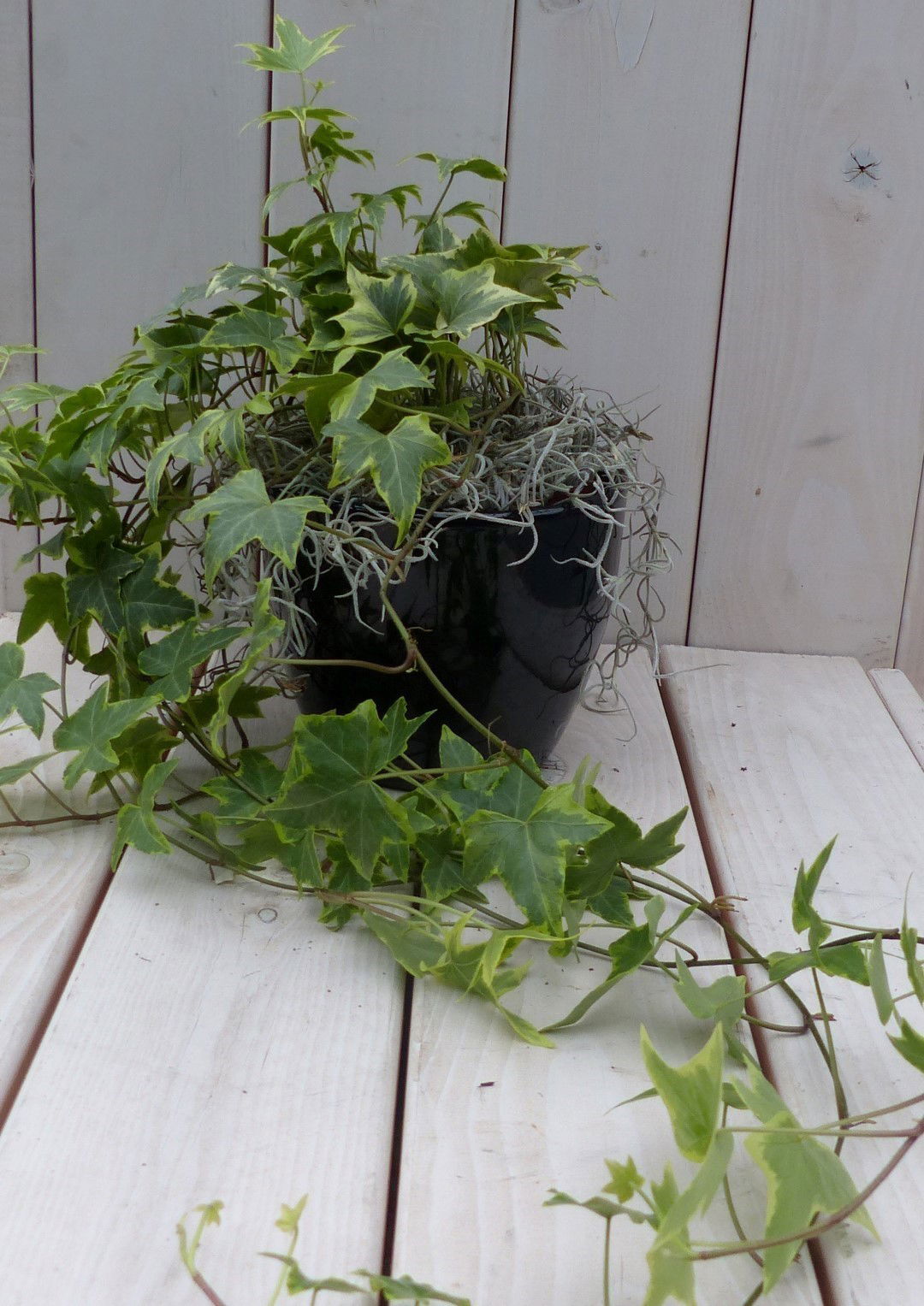 Klimop Hedrea bont zwarte antraciete pot 25 cm Warentuin Natuurlijk