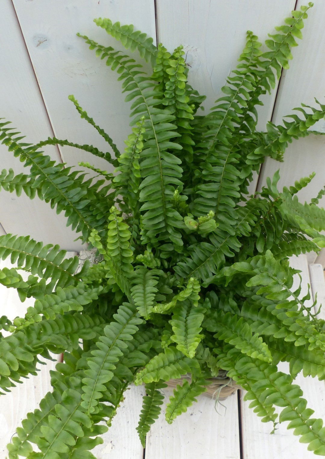 https://cdn.warentuin.nl/media/catalog/product/1/7/1728149900042140_2_warentuin_natuurlijk_kamerplant_koningsvaren_mandje_30_cm_wa_cac9.jpg