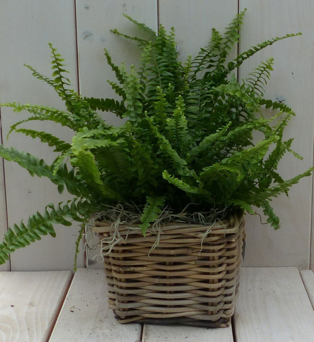 https://cdn.warentuin.nl/media/catalog/product/1/7/1728149900042140_warentuin_natuurlijk_kamerplant_koningsvaren_mandje_30_cm_ware_a824.jpg