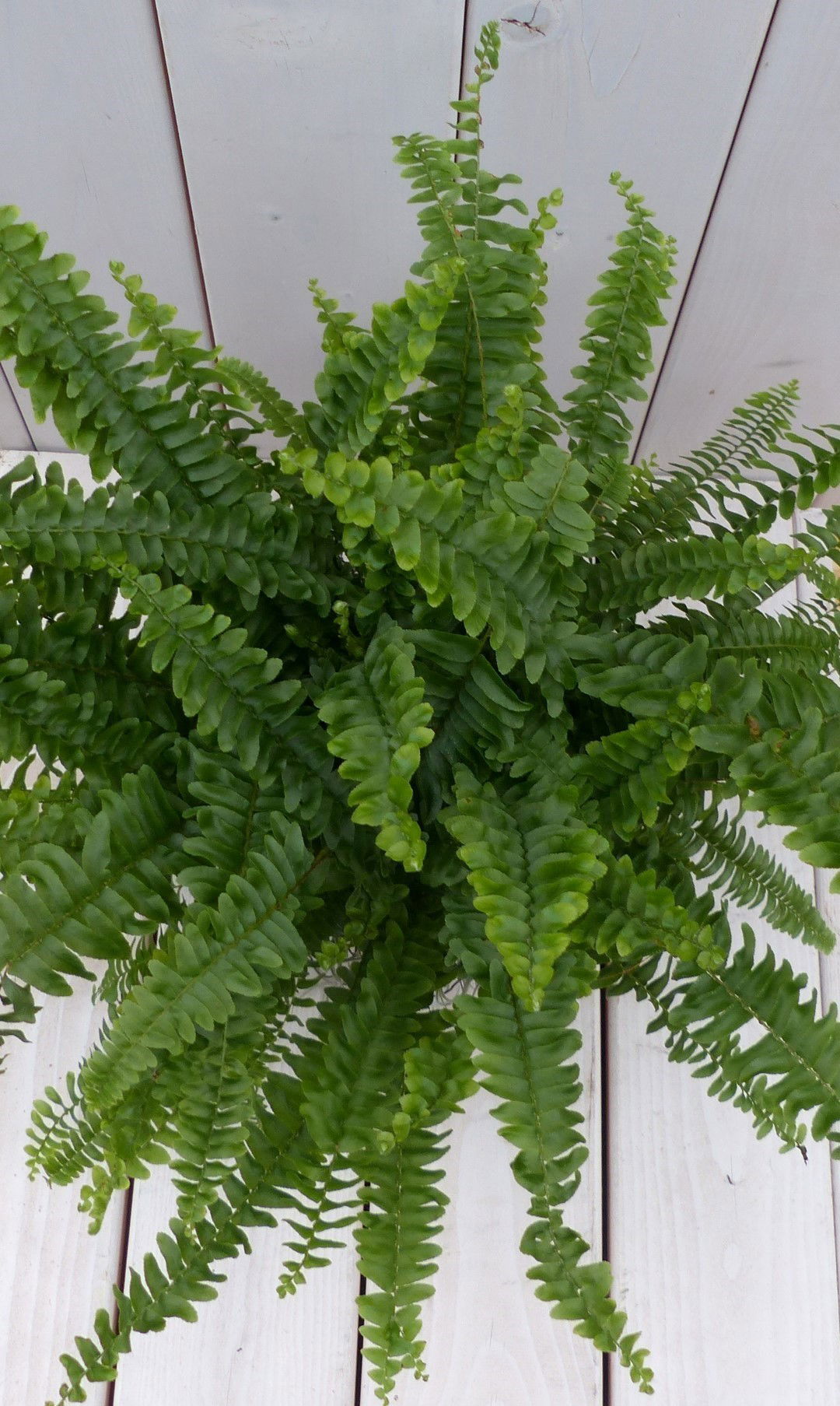 https://cdn.warentuin.nl/media/catalog/product/1/7/1728149900042141_2_warentuin_natuurlijk_kamerplant_koningsvaren_rode_pot_30_cm__64be.jpg