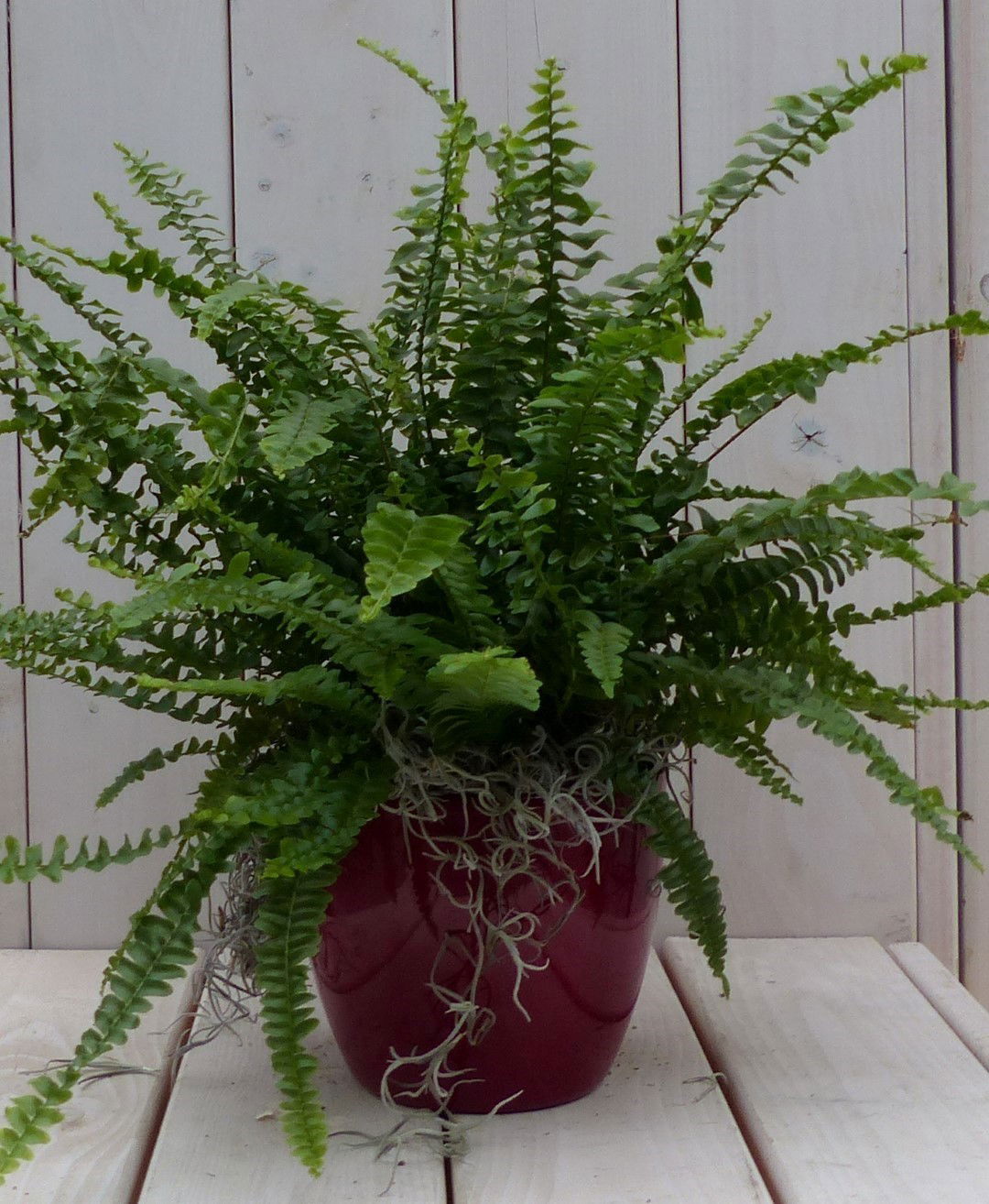 https://cdn.warentuin.nl/media/catalog/product/1/7/1728149900042141_warentuin_natuurlijk_kamerplant_koningsvaren_rode_pot_30_cm_wa_3f8d.jpg