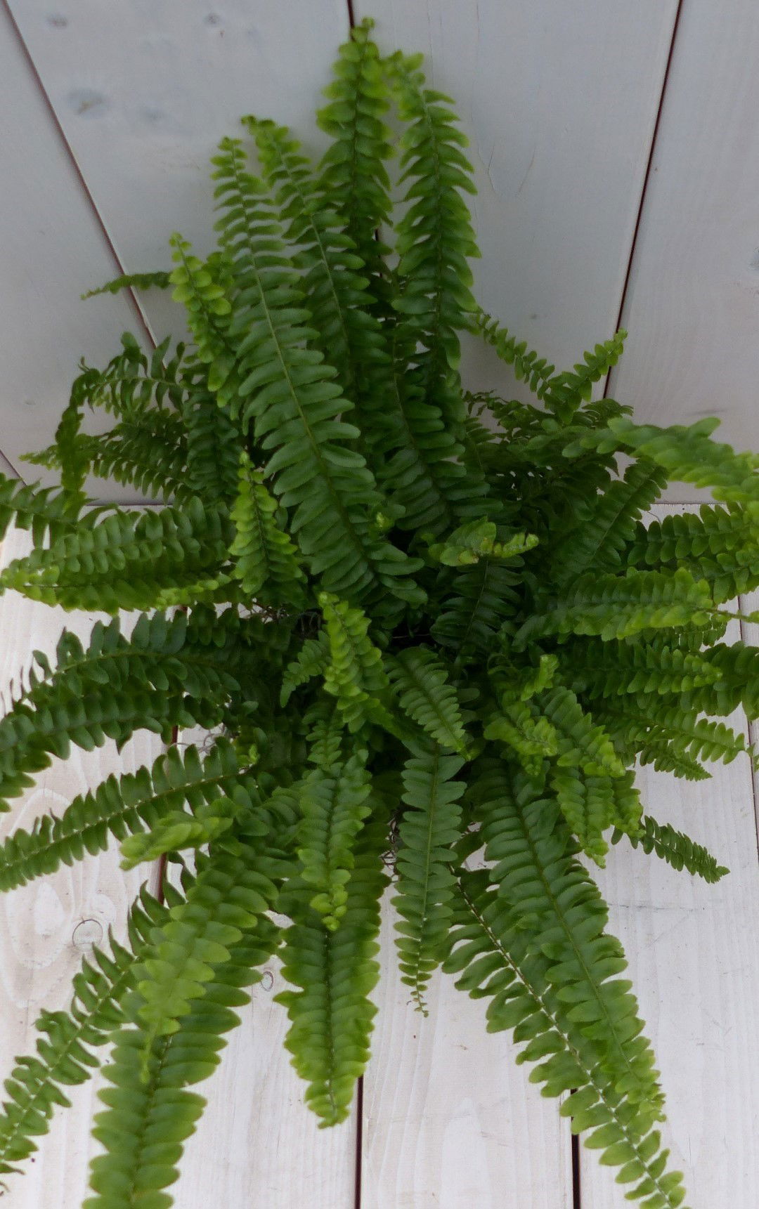 https://cdn.warentuin.nl/media/catalog/product/1/7/1728149900042142_2_warentuin_natuurlijk_kamerplant_koningsvaren_taupe_pot_30_cm_7a35.jpg
