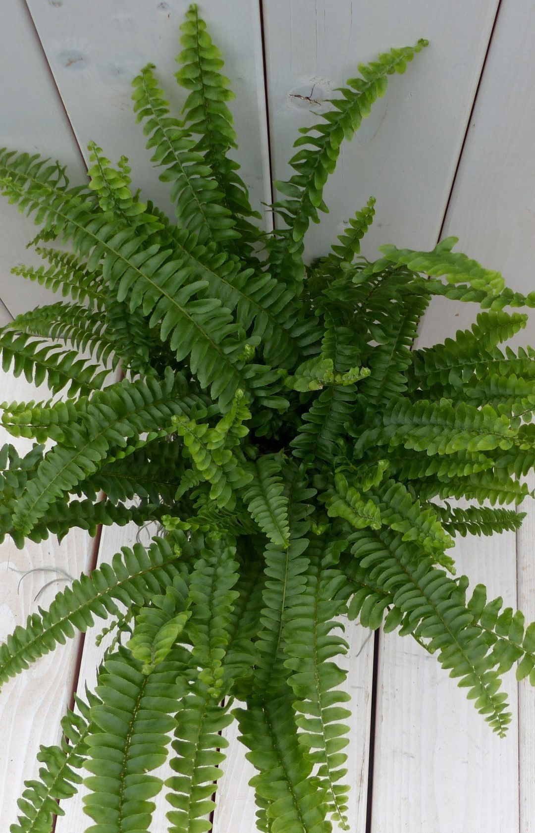 https://cdn.warentuin.nl/media/catalog/product/1/7/1728149900042143_2_warentuin_natuurlijk_kamerplant_koningsvaren_witte_pot_30_cm_7456.jpg