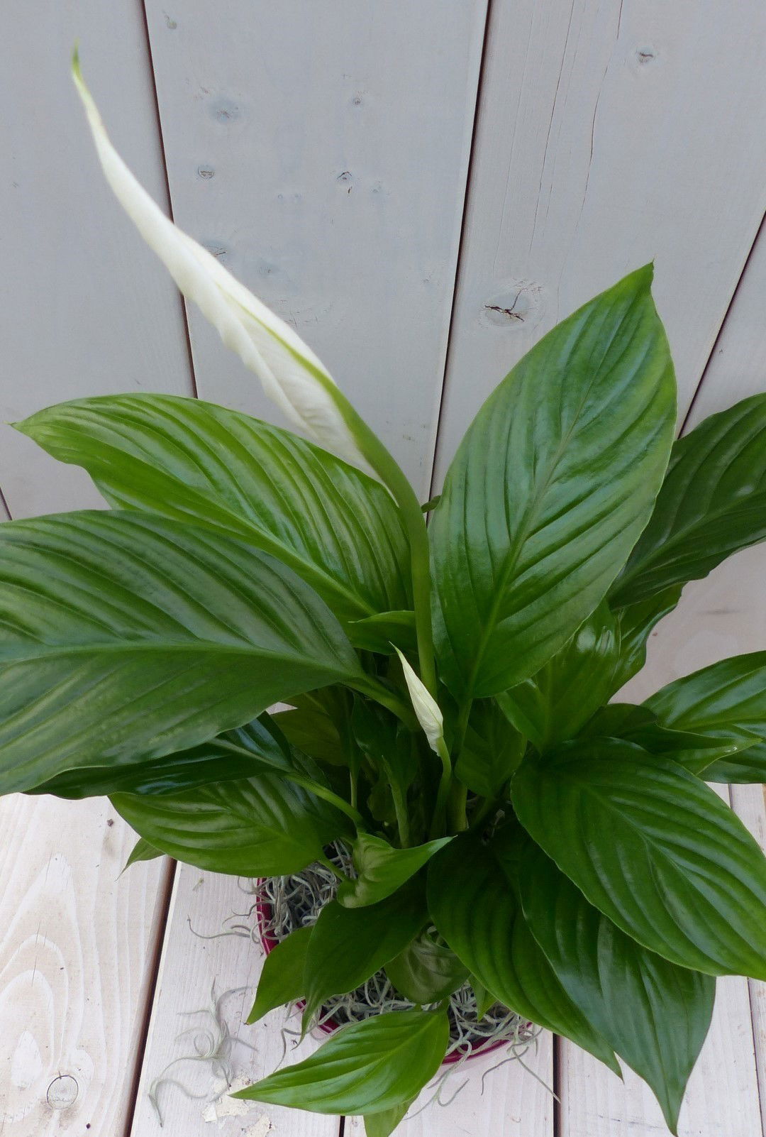 https://cdn.warentuin.nl/media/catalog/product/1/7/1728149900042147_2_warentuin_natuurlijk_kamerplant_lepelplant_spathiphyllum_rod_2dee.jpg
