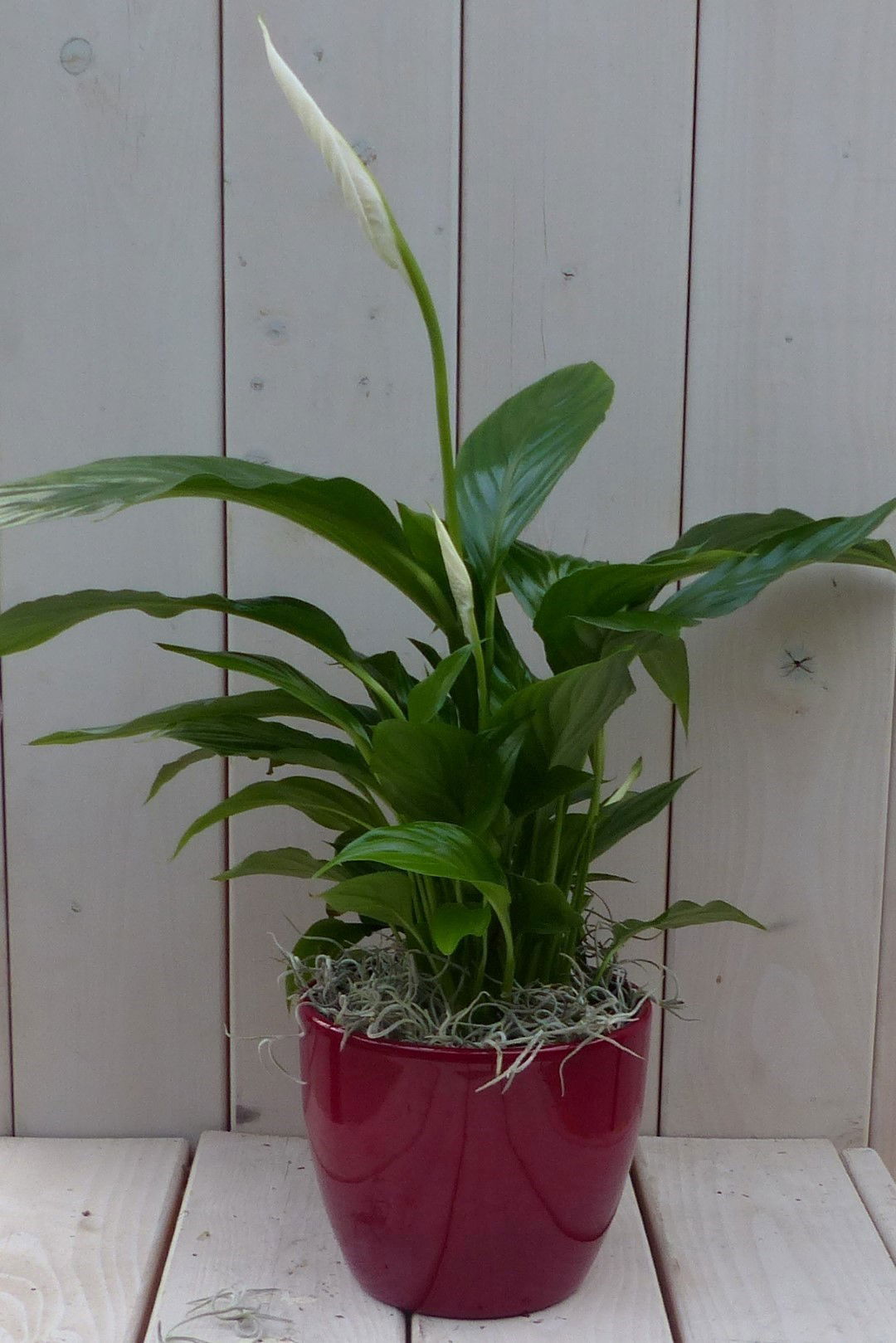 Lepelplant Spathiphyllum rode pot 40 cm Warentuin Natuurlijk