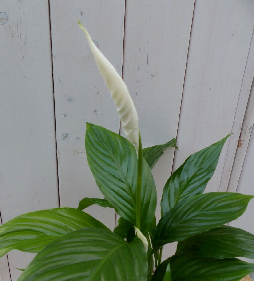 https://cdn.warentuin.nl/media/catalog/product/1/7/1728149900042148_2_warentuin_natuurlijk_kamerplant_lepelplant_spathiphyllum_wit_1481.jpg