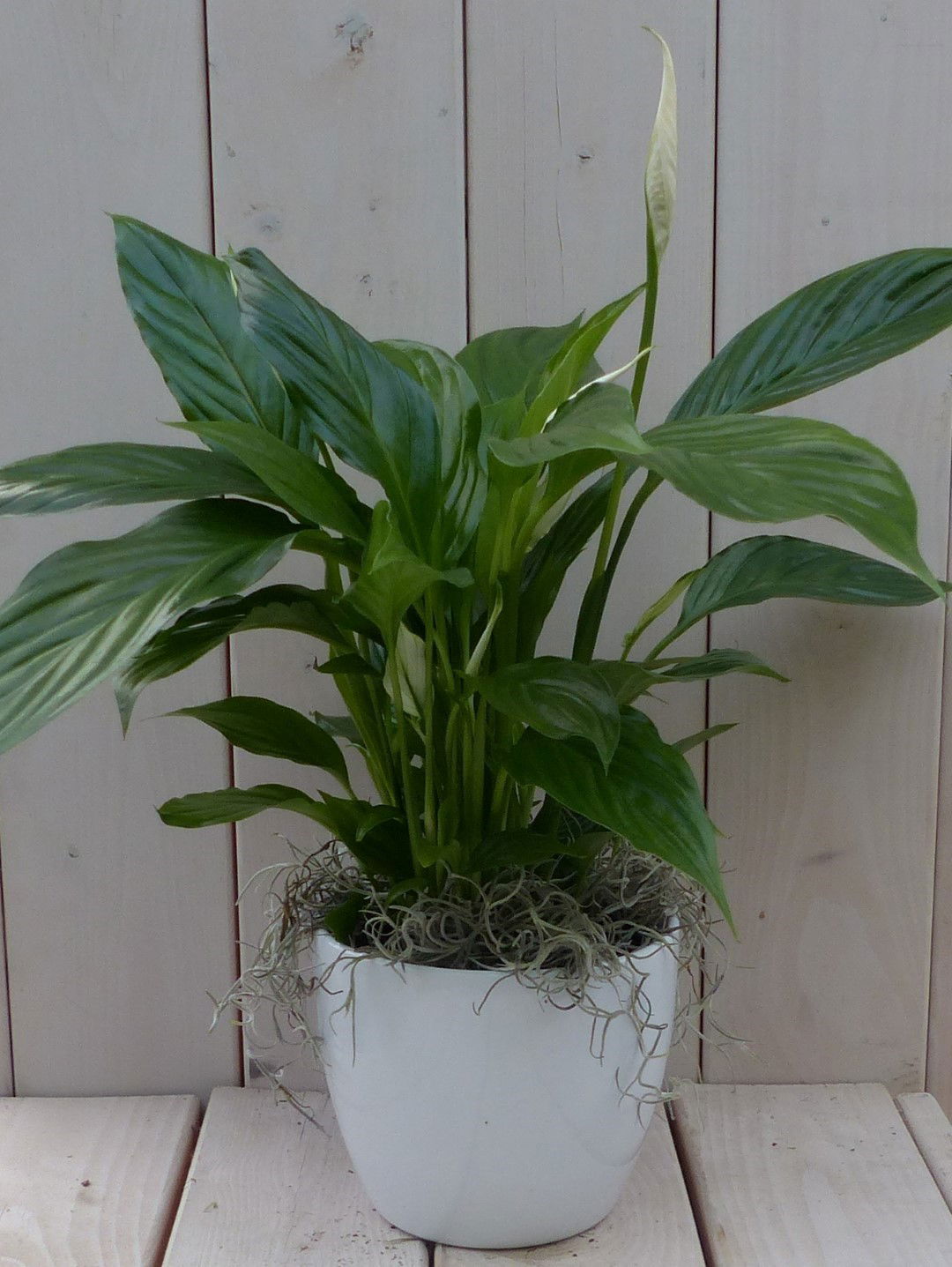 https://cdn.warentuin.nl/media/catalog/product/1/7/1728149900042148_warentuin_natuurlijk_kamerplant_lepelplant_spathiphyllum_witte_0312.jpg