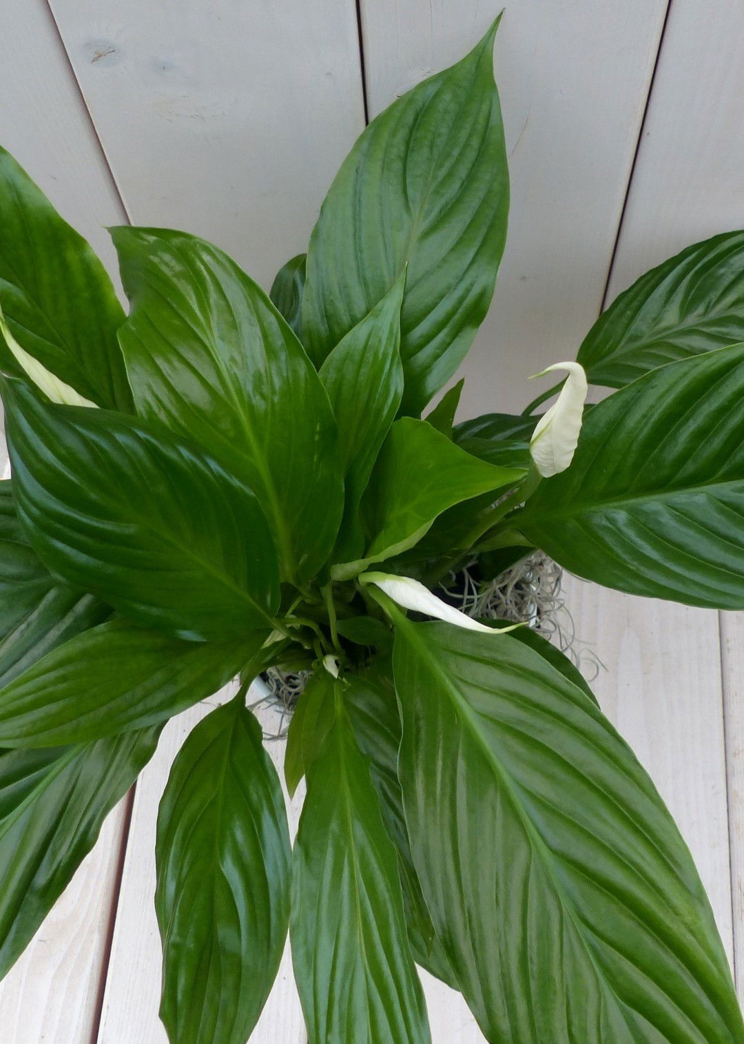 https://cdn.warentuin.nl/media/catalog/product/1/7/1728149900042149_2_warentuin_natuurlijk_kamerplant_lepelplant_spathiphyllum_zwa_1553.jpg