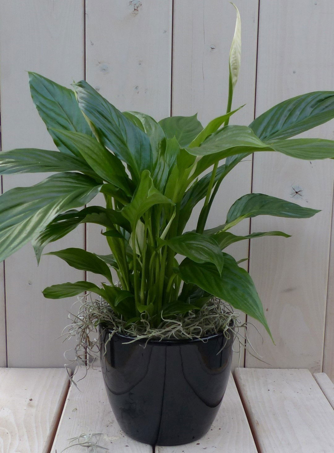 Lepelplant Spathiphyllum zwarte antraciete pot 40 cm Warentuin Natuurlijk