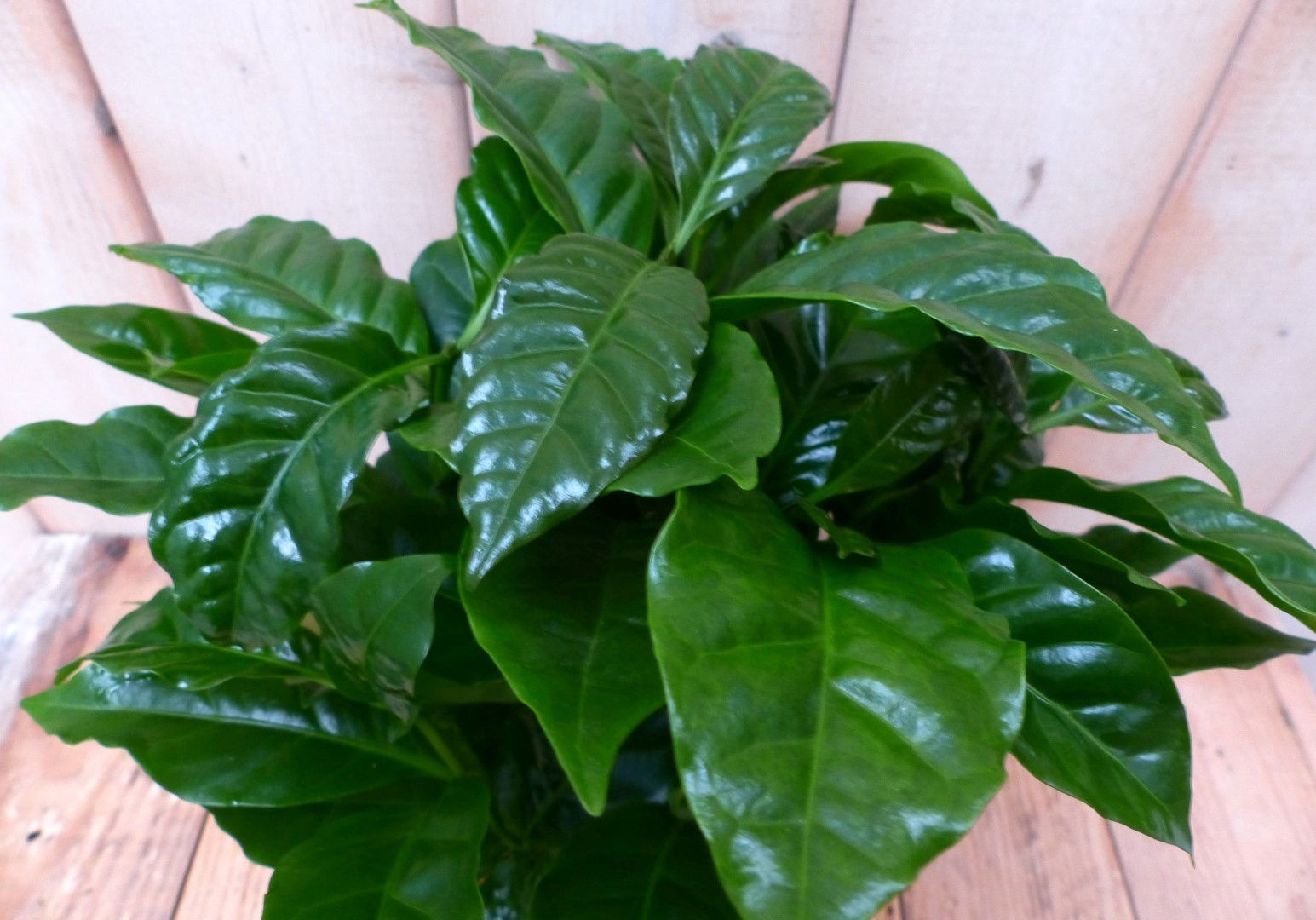 https://cdn.warentuin.nl/media/catalog/product/1/7/1728149900042174_2_warentuin_natuurlijk_kamerplant_kamerplant_koffieplant_arabi_0077.jpg