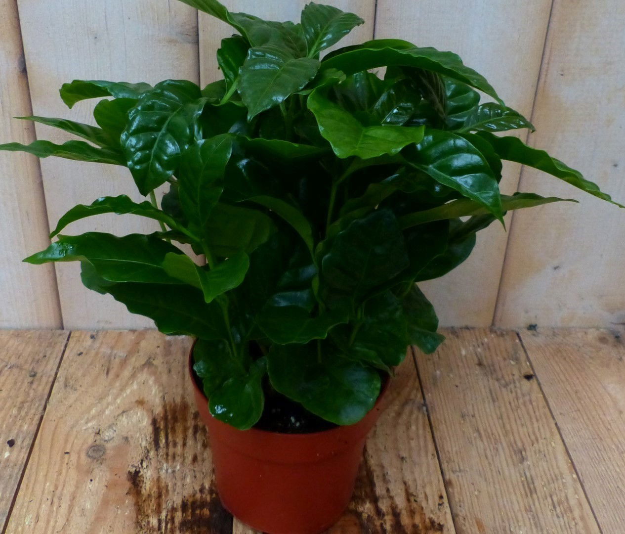Warentuin natuurlijk Kamerplant Koffieplant arabica - 