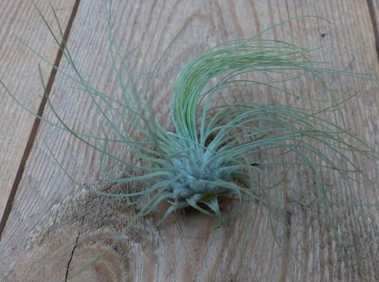 https://cdn.warentuin.nl/media/catalog/product/1/7/1728149900042175_warentuin_natuurlijk_kamerplant_kamerplant_tillandsia_warentui_c267.jpg