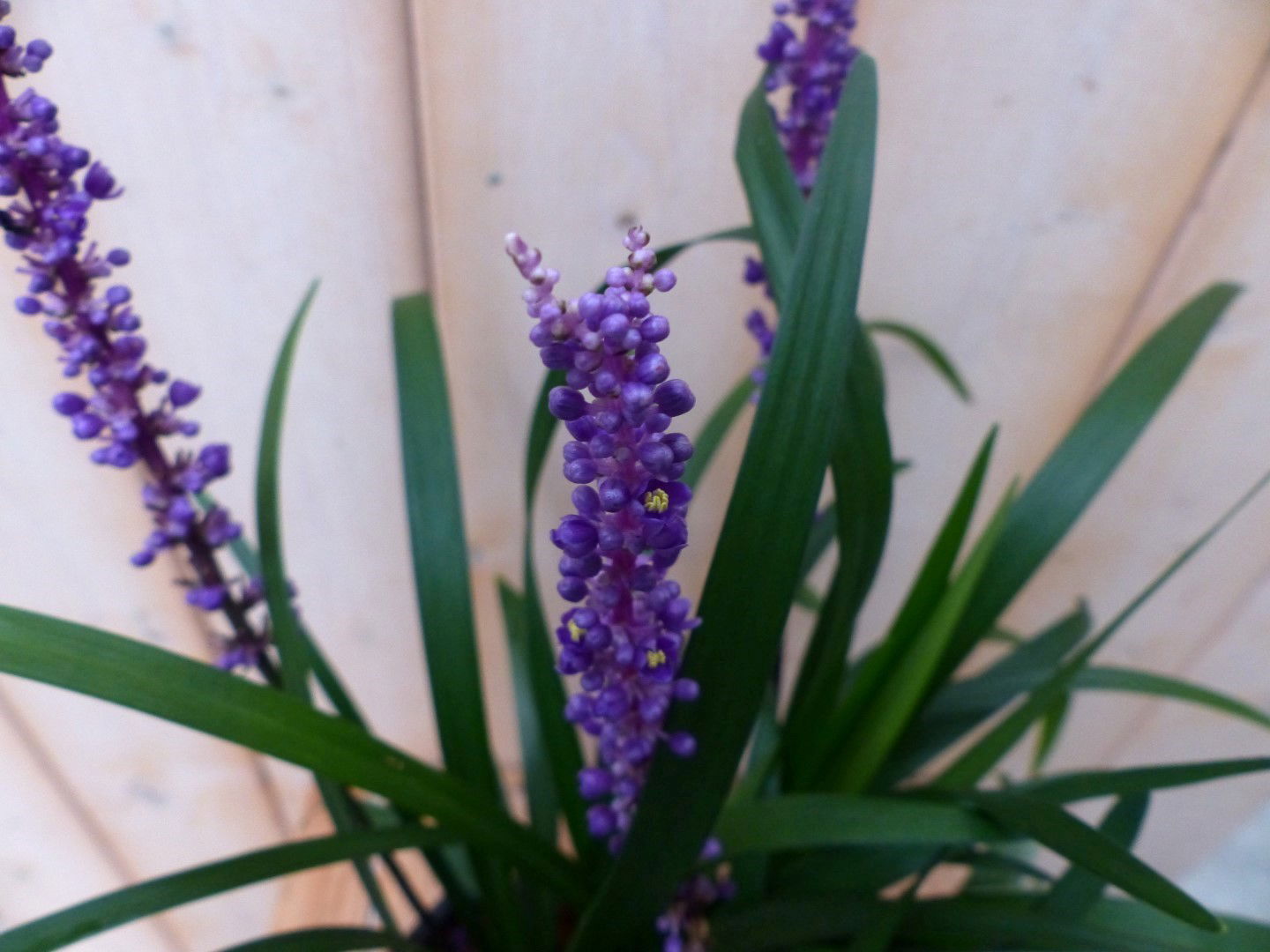 https://cdn.warentuin.nl/media/catalog/product/1/7/1728149900042180_2_warentuin_natuurlijk_vaste_plant_vaste_plant_leliegras_paars_3f95.jpg