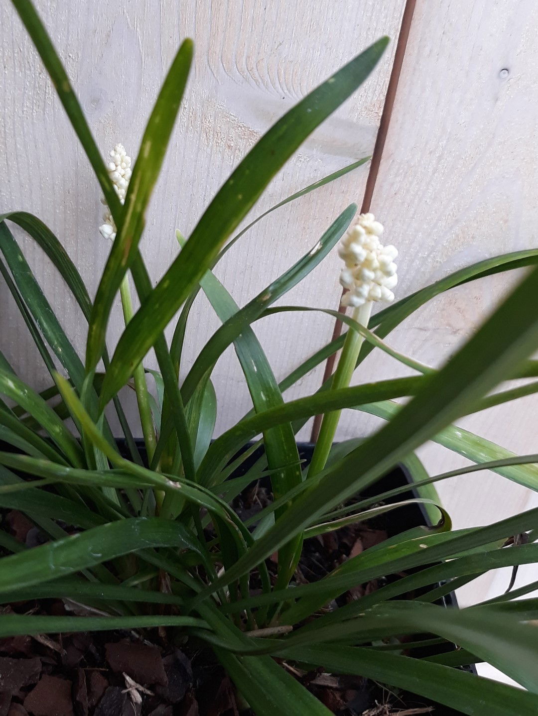 https://cdn.warentuin.nl/media/catalog/product/1/7/1728149900042181_2_warentuin_natuurlijk_vaste_plant_vaste_plant_leliegras_wit_w_f657.jpg