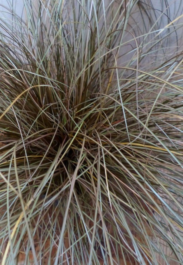 https://cdn.warentuin.nl/media/catalog/product/1/7/1728149900042182_2_warentuin_natuurlijk_vaste_plant_vaste_plant_bruin_gras_30_c_7dee.jpg