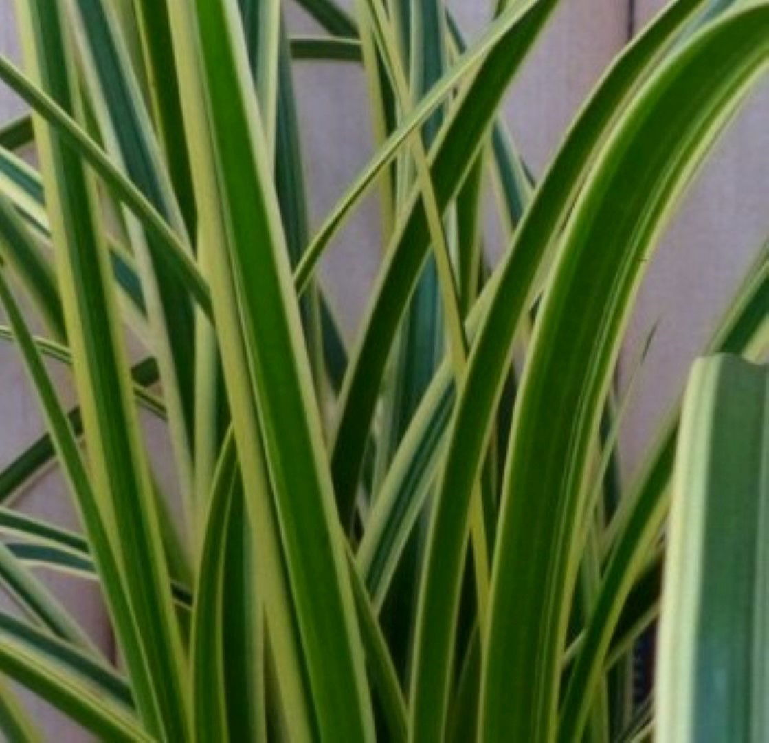 https://cdn.warentuin.nl/media/catalog/product/1/7/1728149900042184_2_warentuin_natuurlijk_vaste_plant_vaste_plant_groenwit_gras_5_7e66.jpg